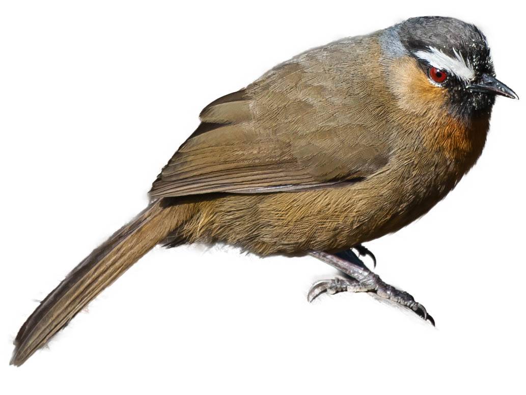 A photo of a Nilgiri Laughingthrush (Montecincla cachinnans)