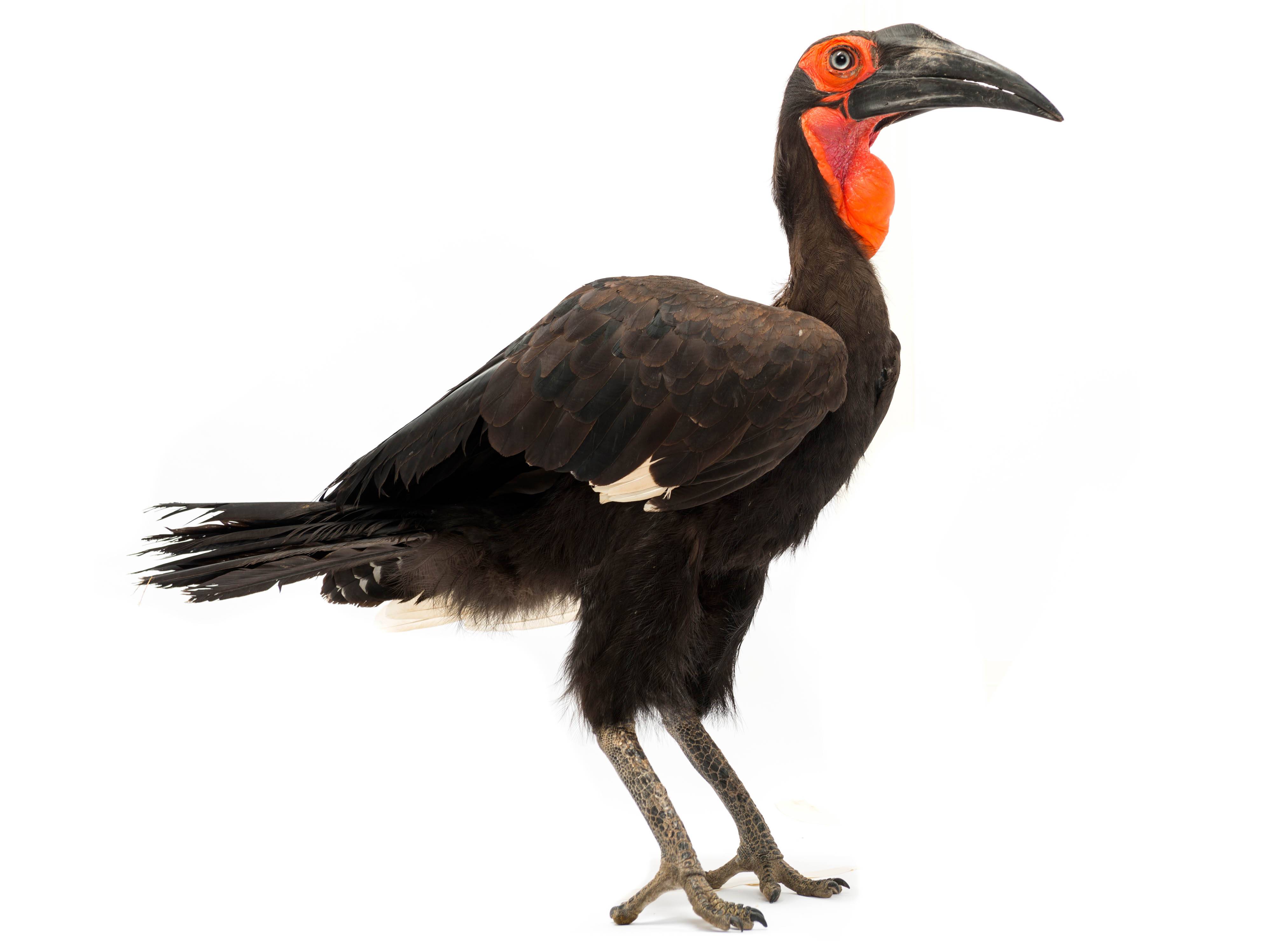 A photo of a Southern Ground Hornbill (Bucorvus leadbeateri), male