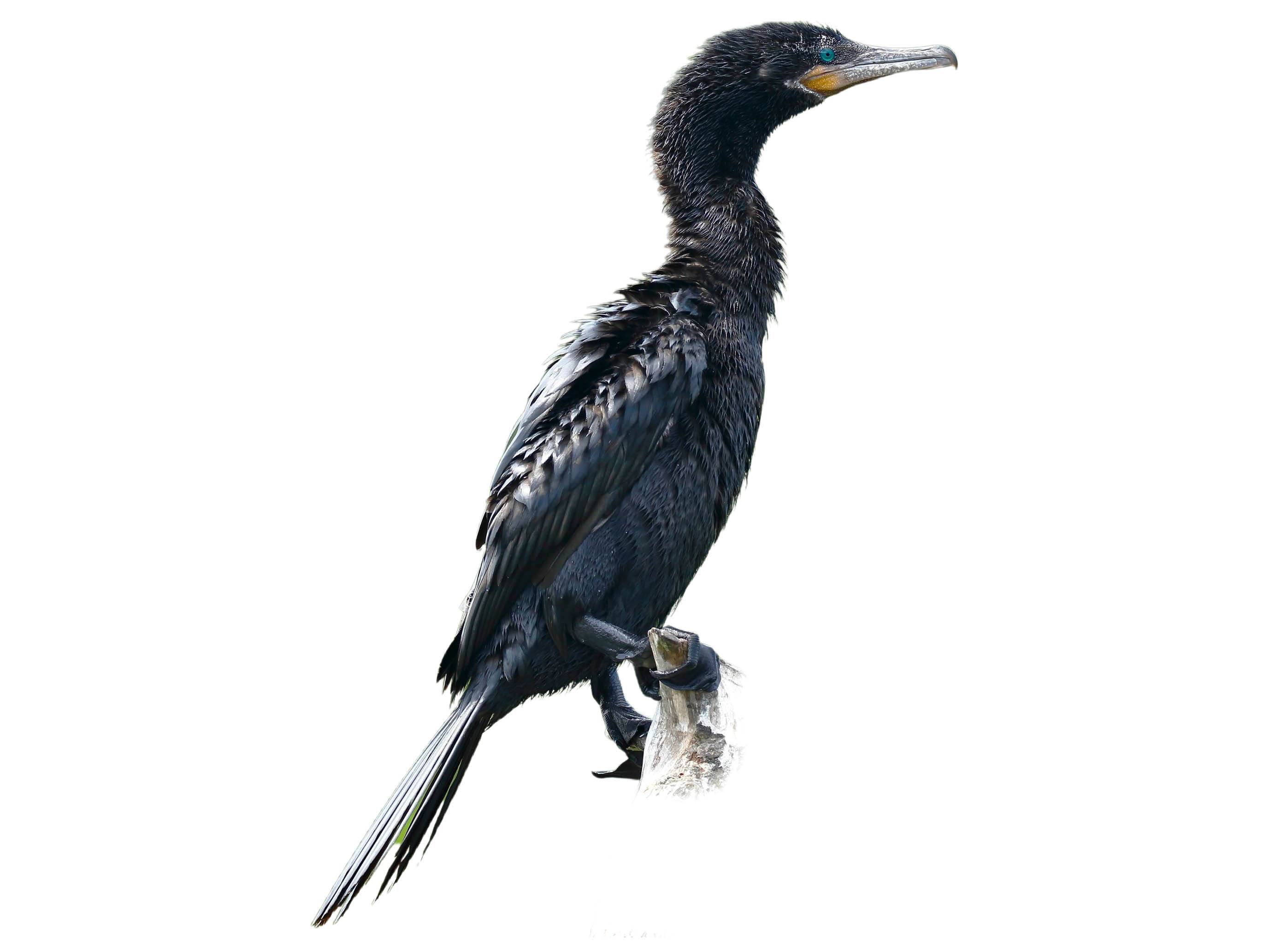 A photo of a Neotropic Cormorant (Nannopterum brasilianum)