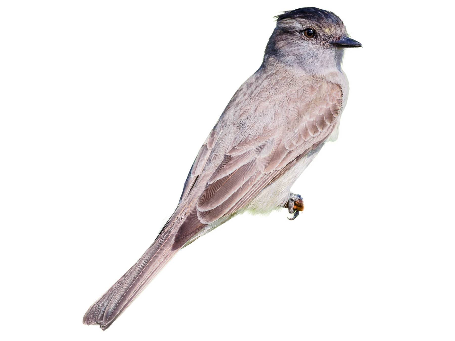 A photo of a Crowned Slaty Flycatcher (Griseotyrannus aurantioatrocristatus)