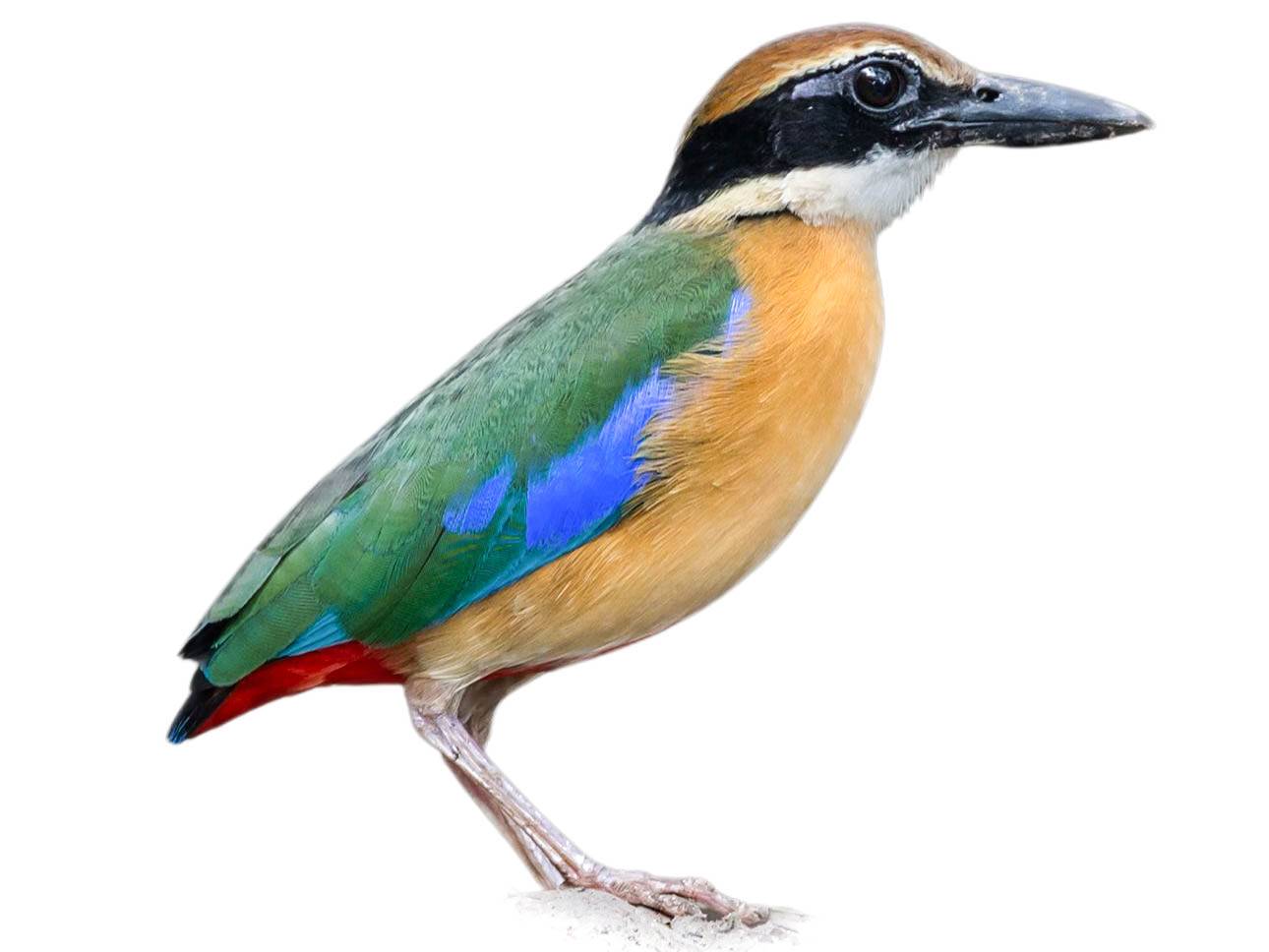 A photo of a Mangrove Pitta (Pitta megarhyncha)