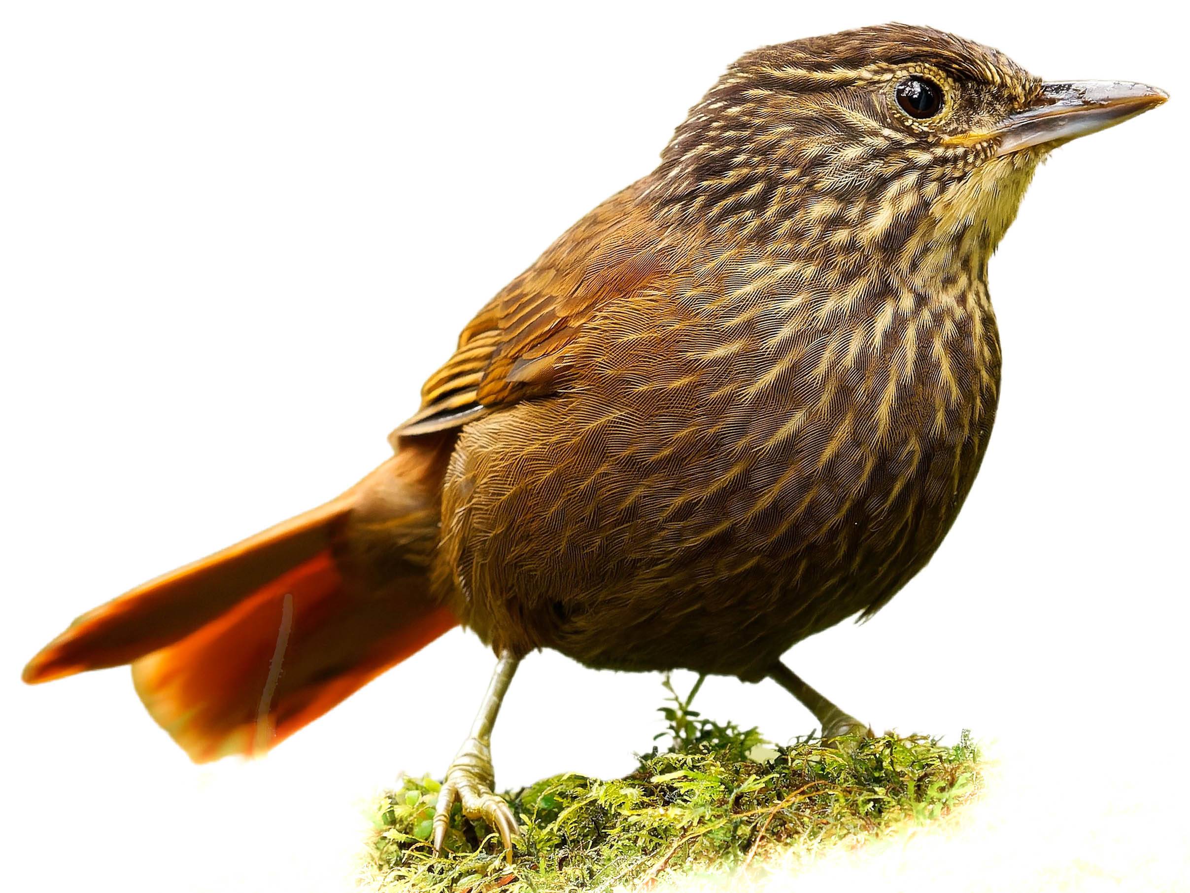 A photo of a Lineated Foliage-gleaner (Syndactyla subalaris)