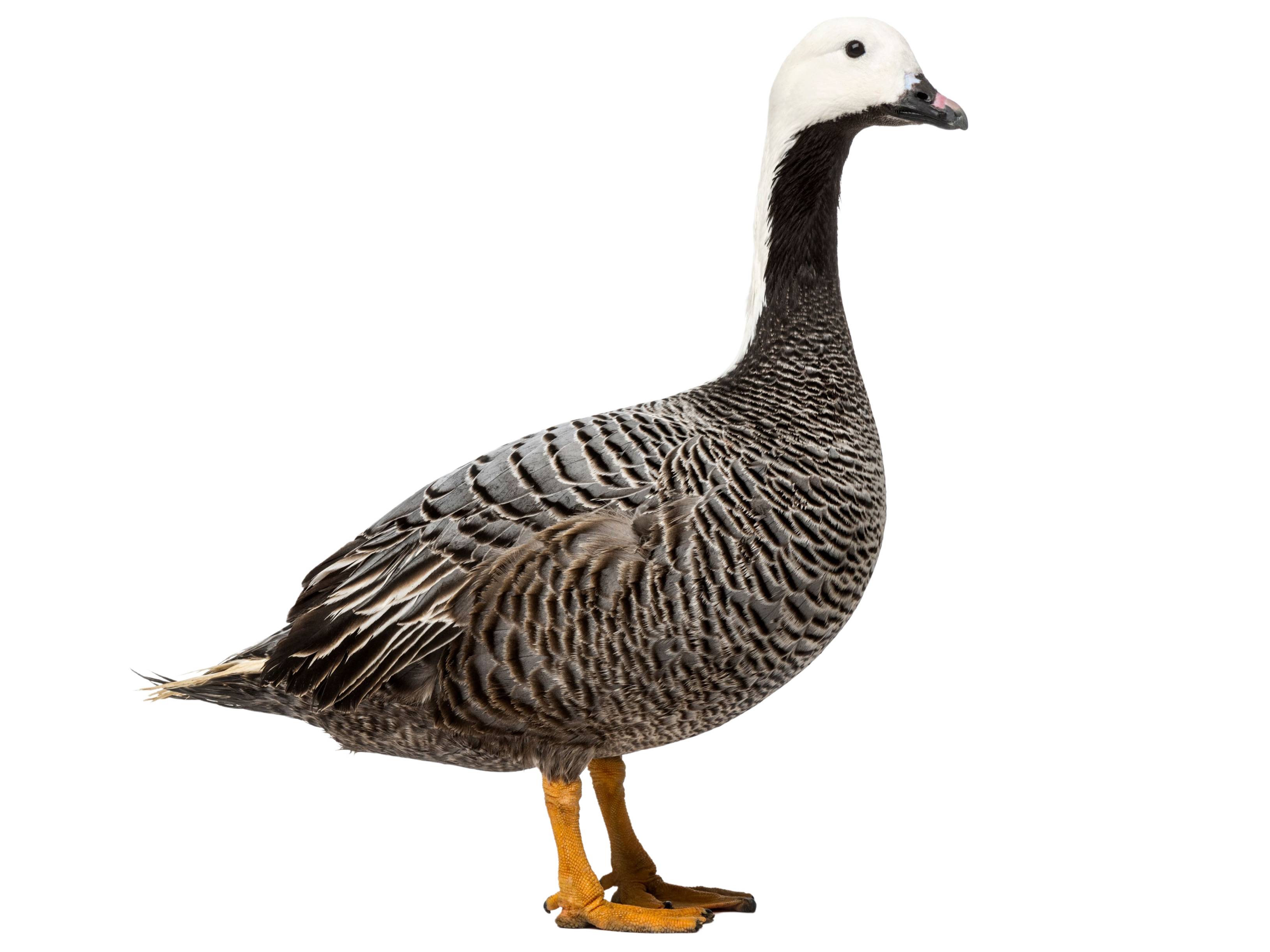 A photo of a Emperor Goose (Anser canagicus)