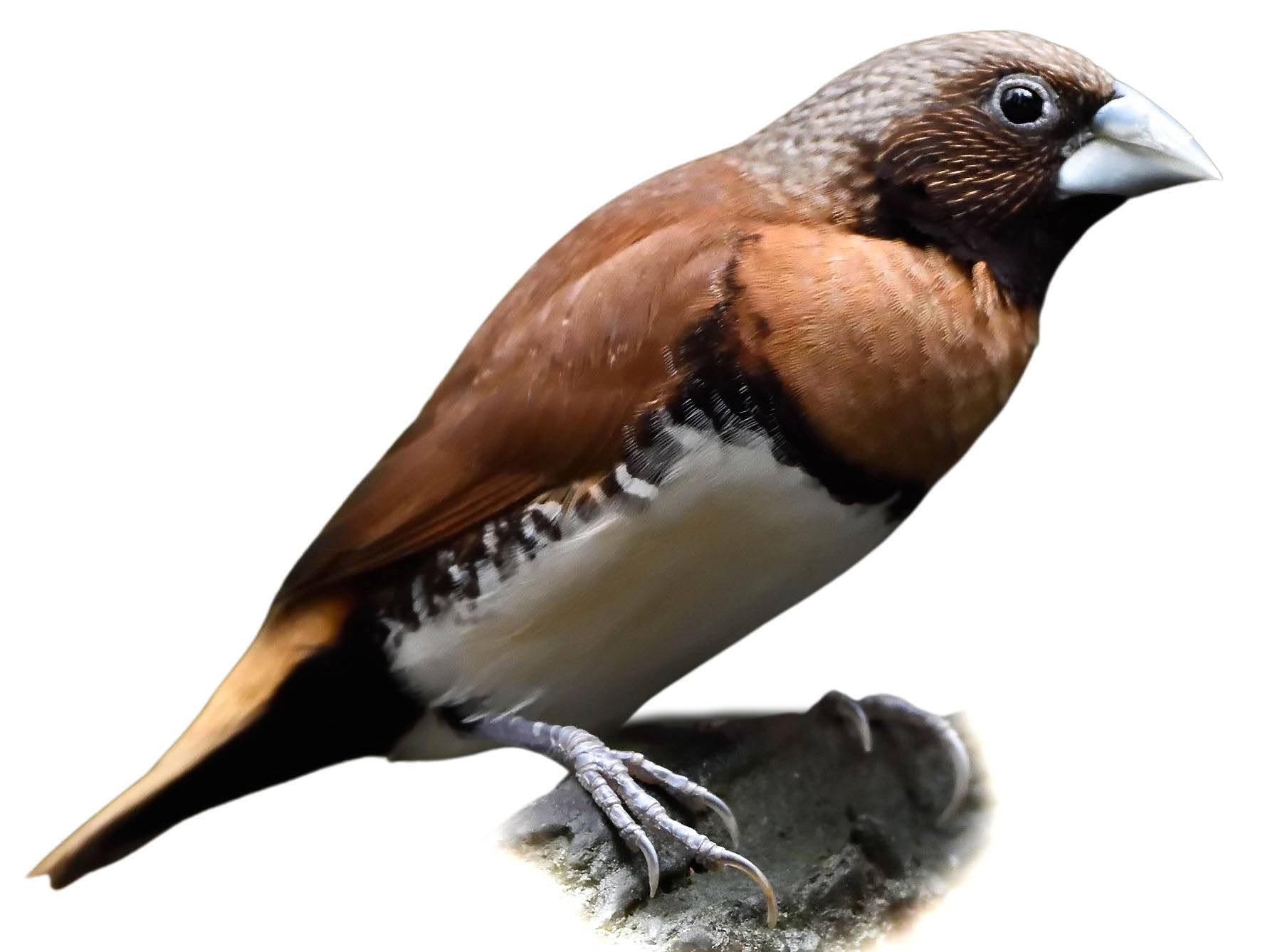 A photo of a Chestnut-breasted Mannikin (Lonchura castaneothorax)