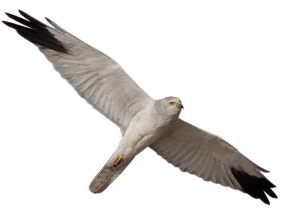 A photo of a Pallid Harrier (Circus macrourus), male