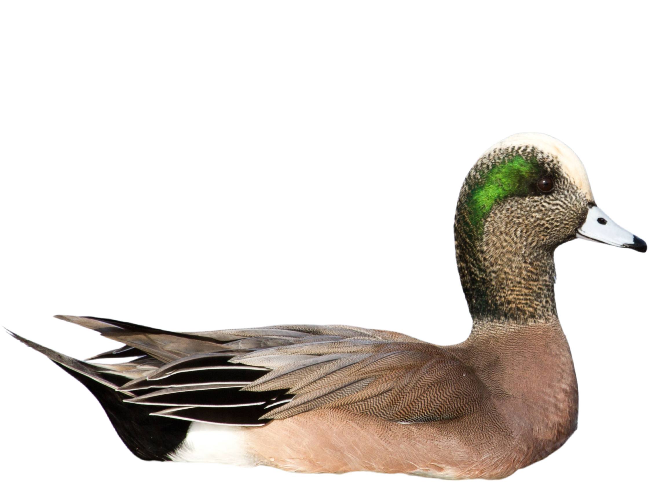 A photo of a American Wigeon (Mareca americana), male