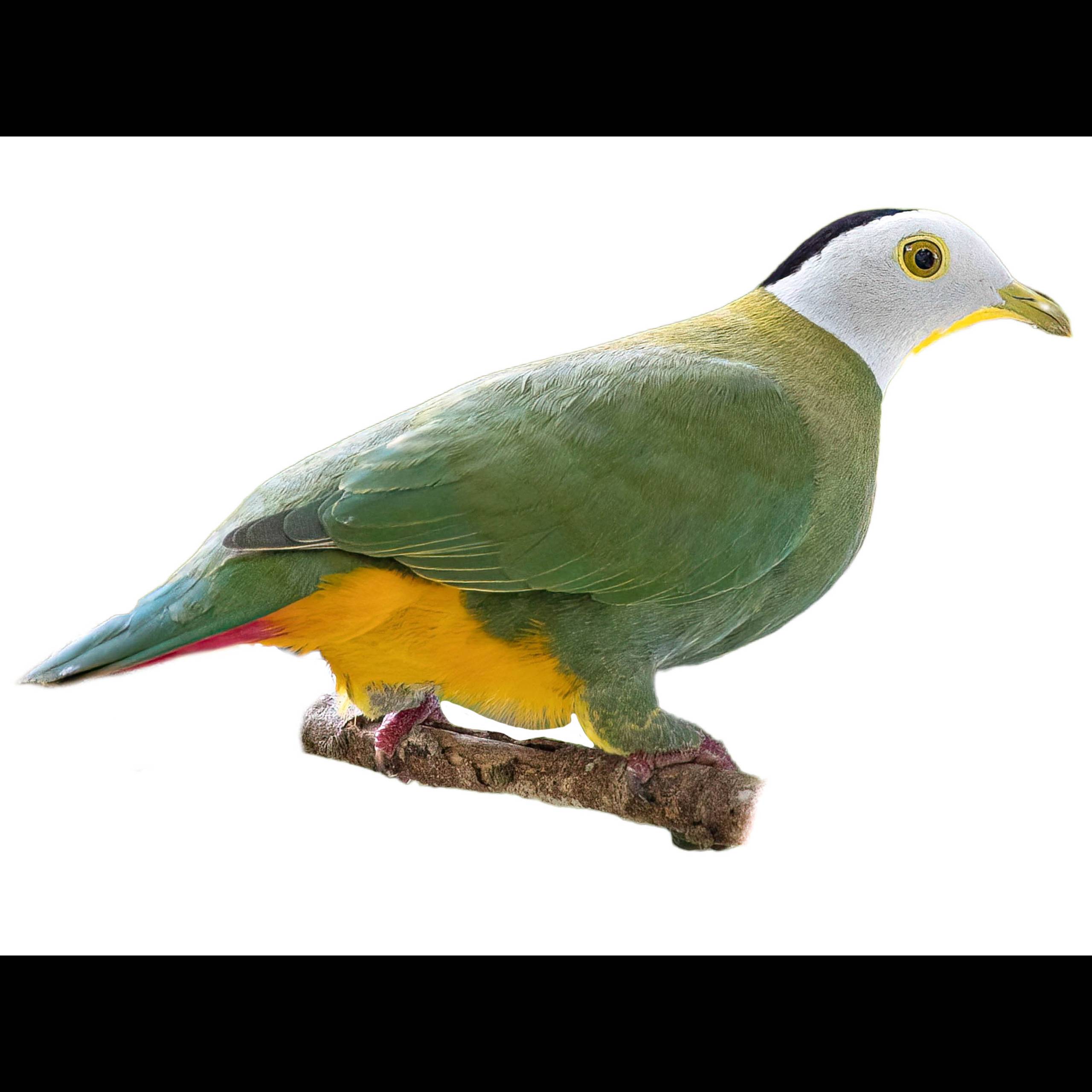 Black naped Fruit Dove Ptilinopus Melanospilus Identification Birda black-naped-fruit-dove-ptilinopus-melanospilus-identification-birda