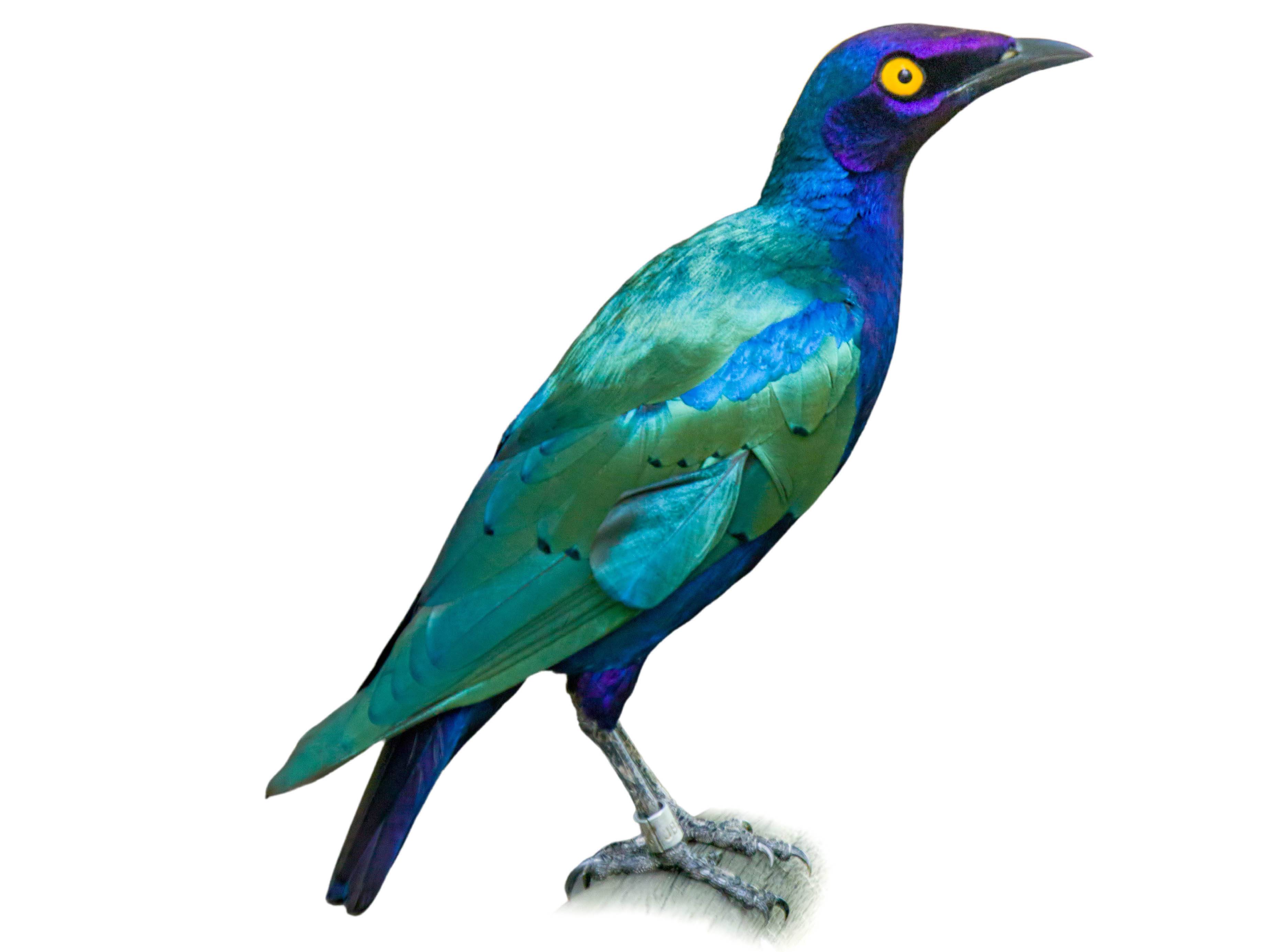 A photo of a Purple Starling (Lamprotornis purpureus)