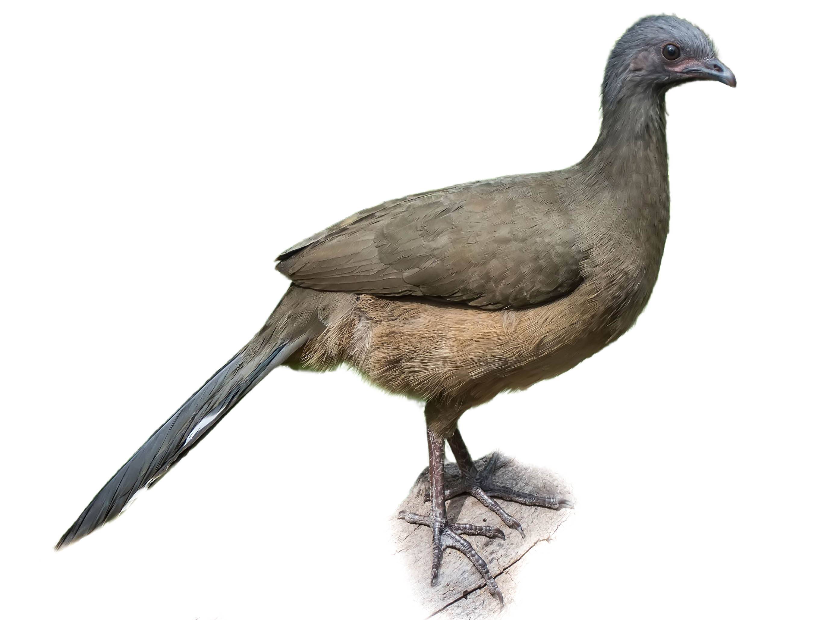 A photo of a Plain Chachalaca (Ortalis vetula)