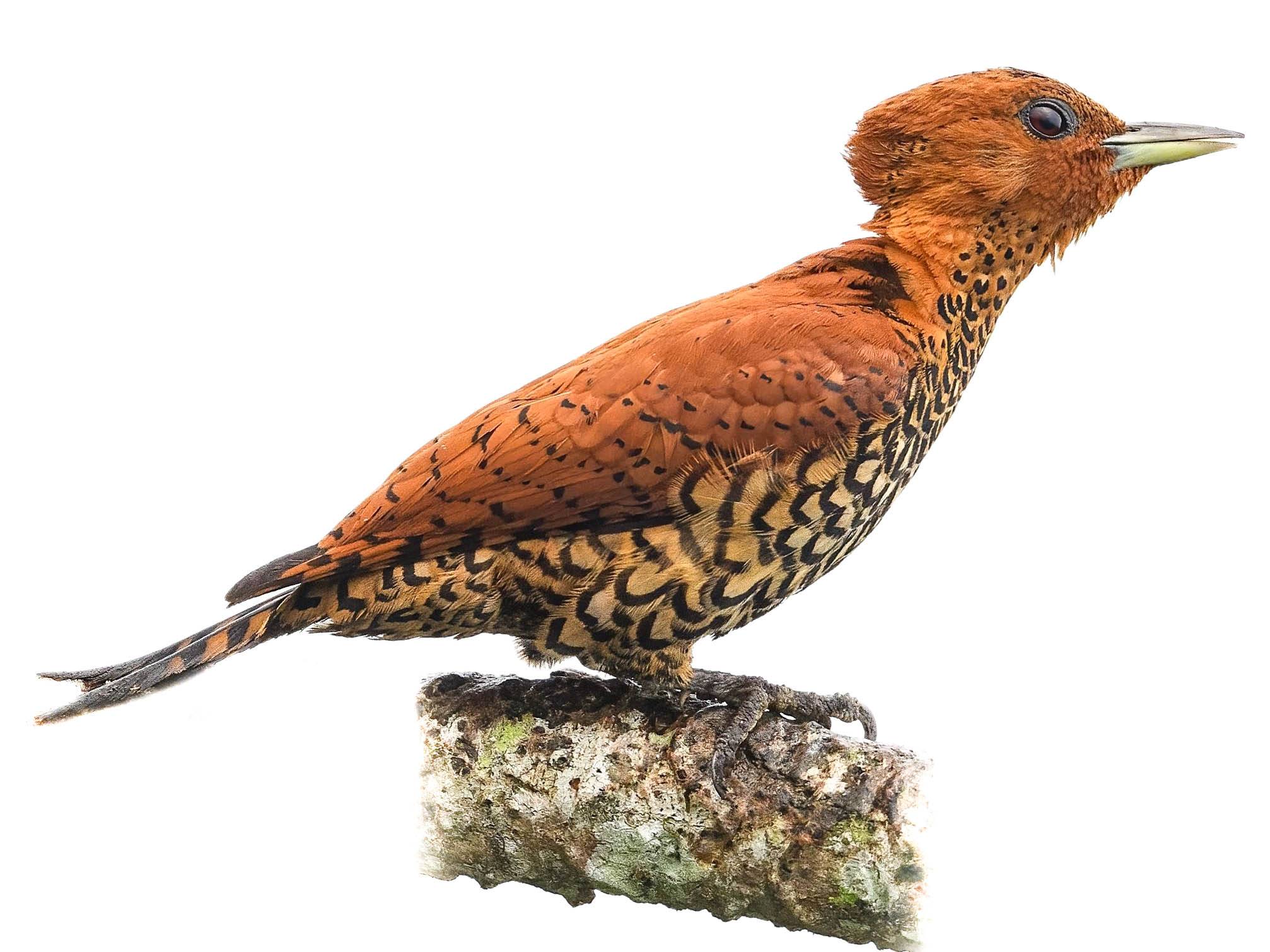 A photo of a Cinnamon Woodpecker (Celeus loricatus), female