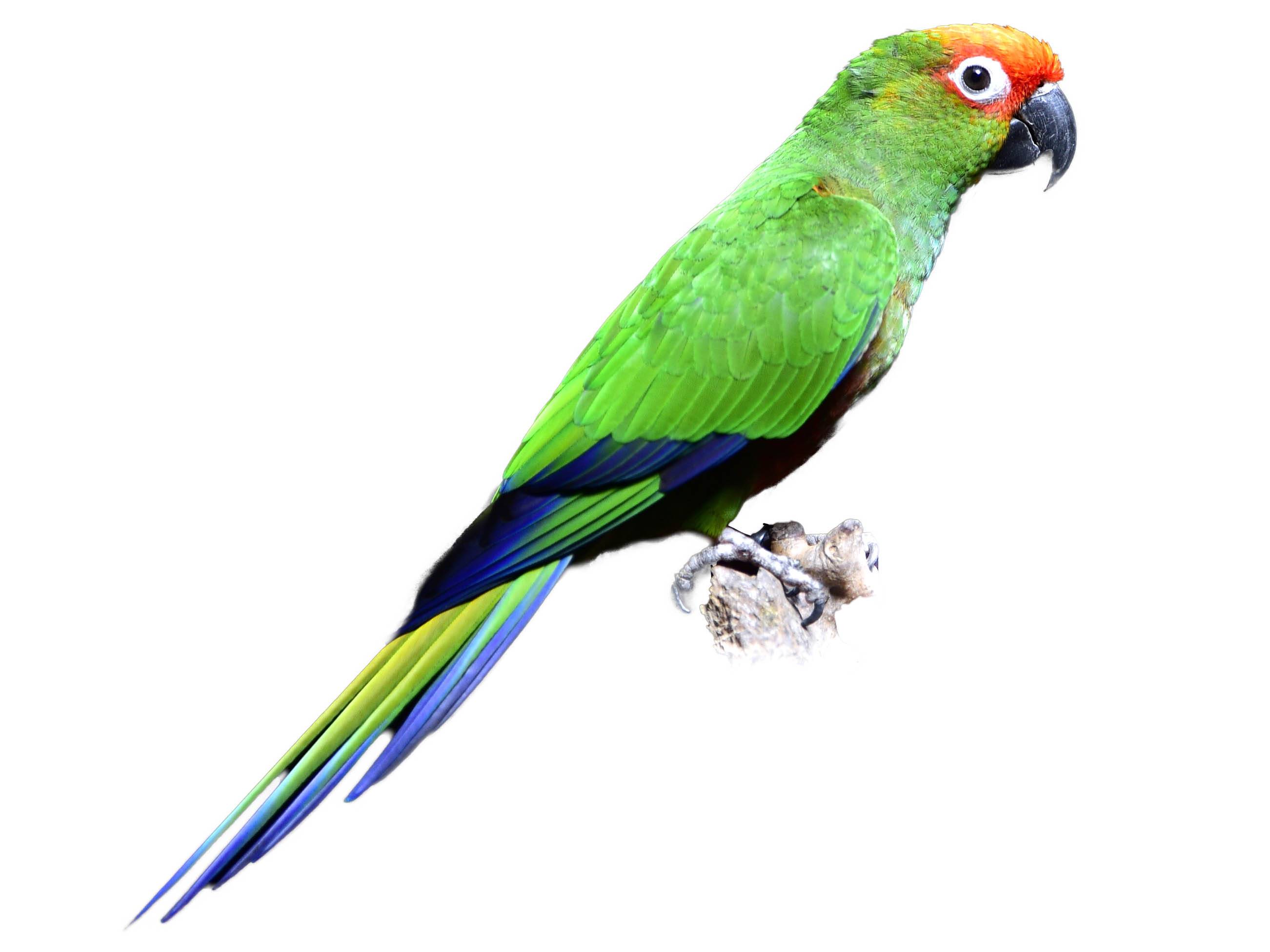 A photo of a Golden-capped Parakeet (Aratinga auricapillus)