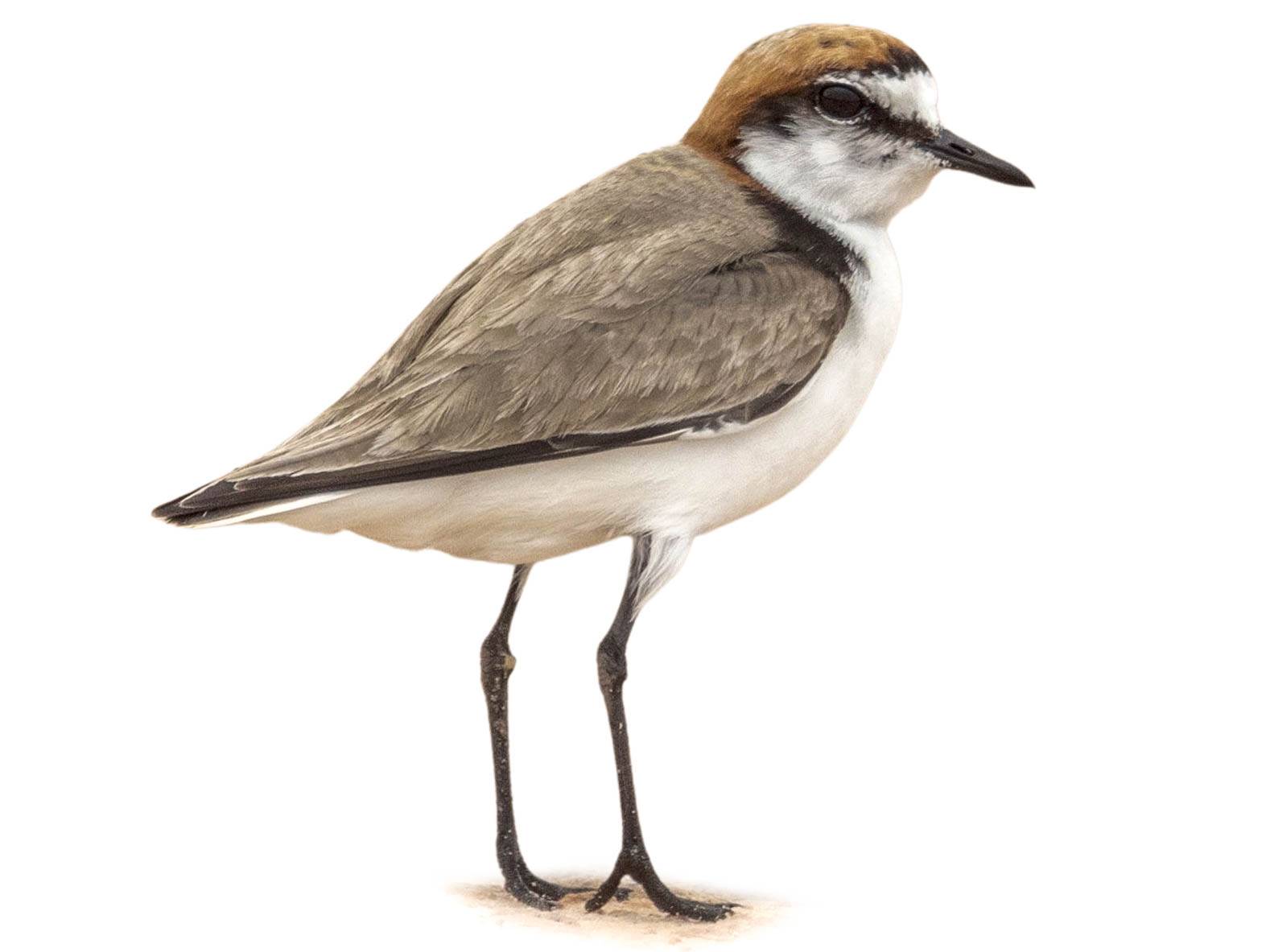 A photo of a Red-capped Plover (Charadrius ruficapillus)