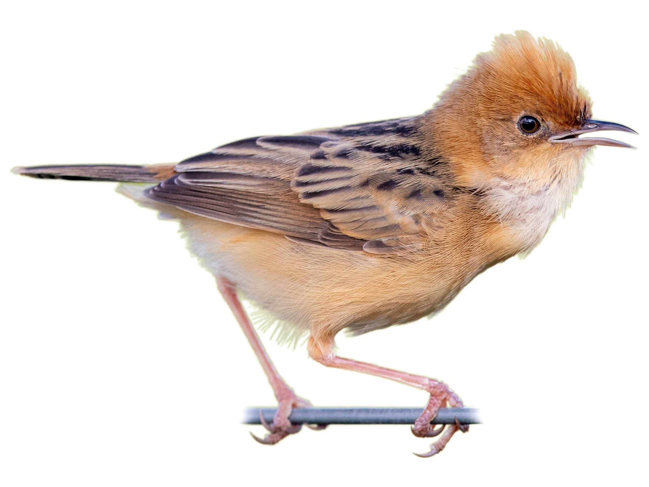 A photo of a Golden-headed Cisticola (Cisticola exilis), male