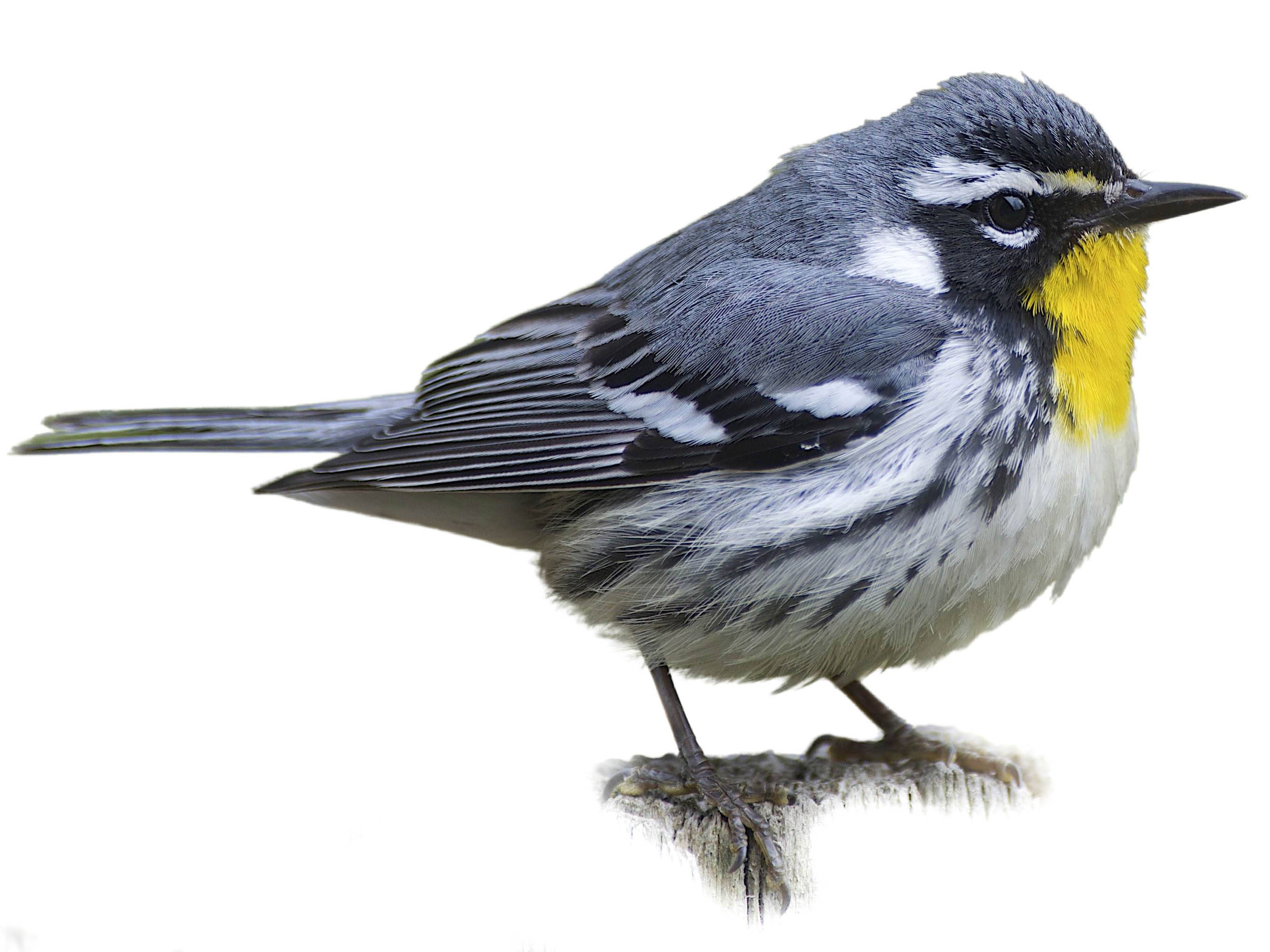 A photo of a Yellow-throated Warbler (Setophaga dominica)