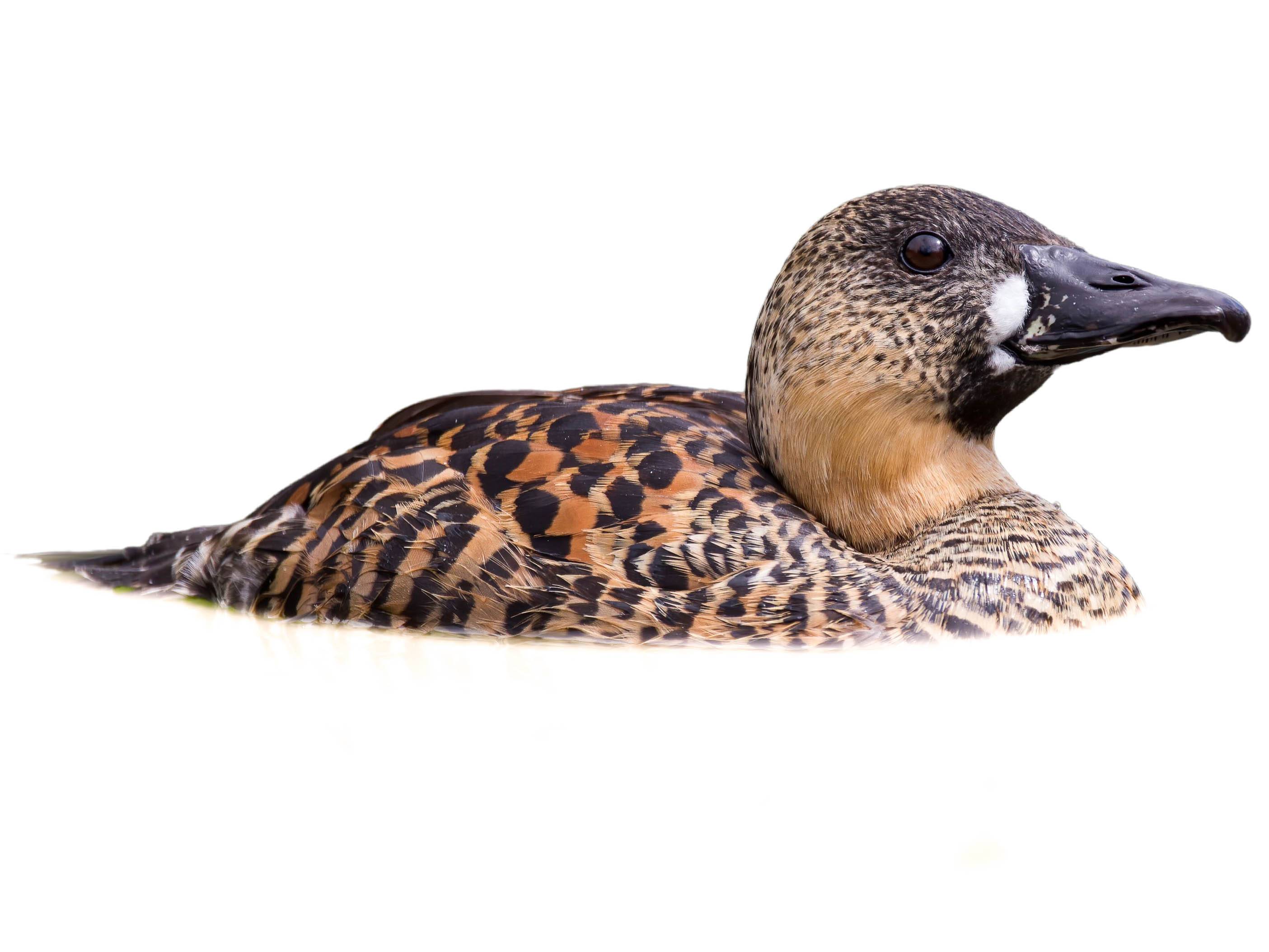 A photo of a White-backed Duck (Thalassornis leuconotus)