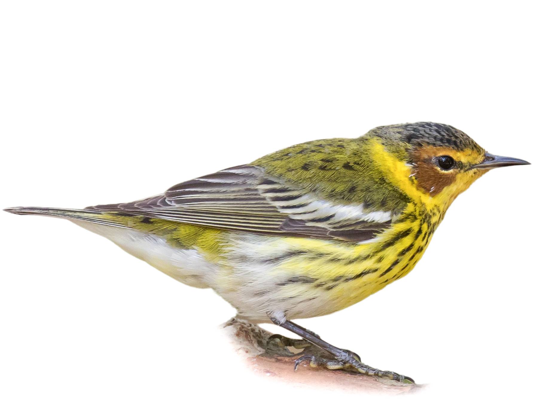 A photo of a Cape May Warbler (Setophaga tigrina), male