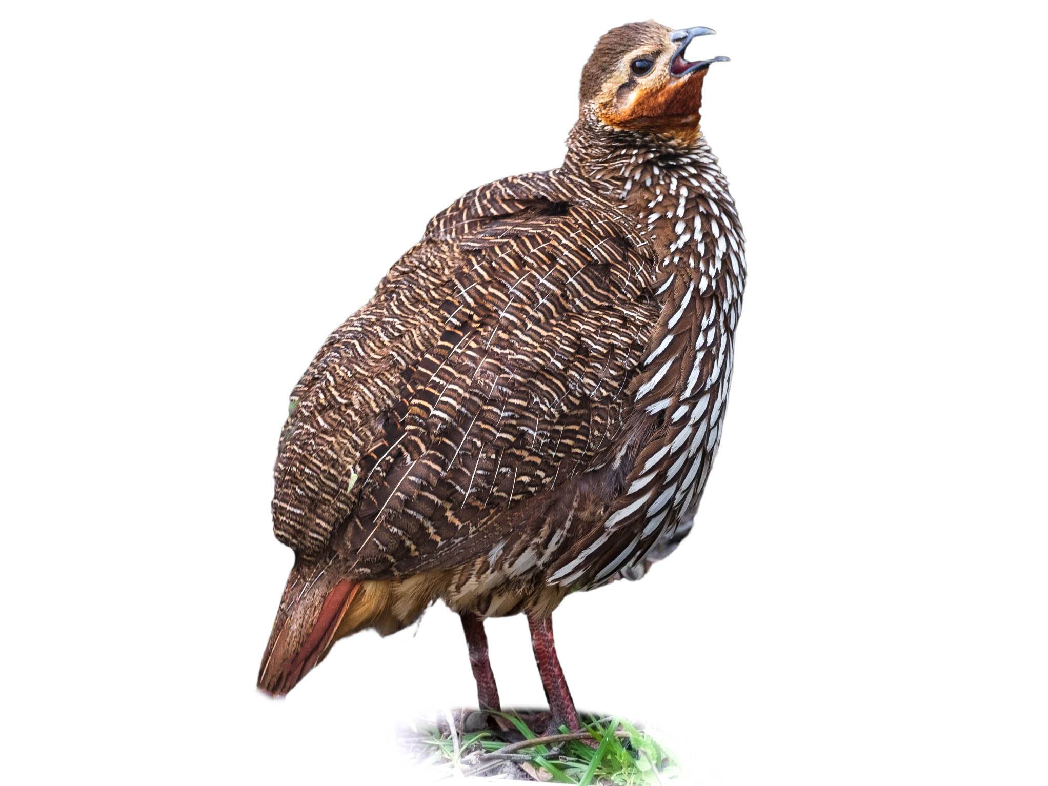 A photo of a Swamp Francolin (Ortygornis gularis)