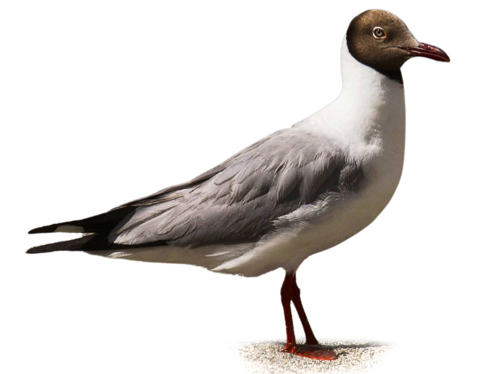 A photo of a Brown-headed Gull (Chroicocephalus brunnicephalus)