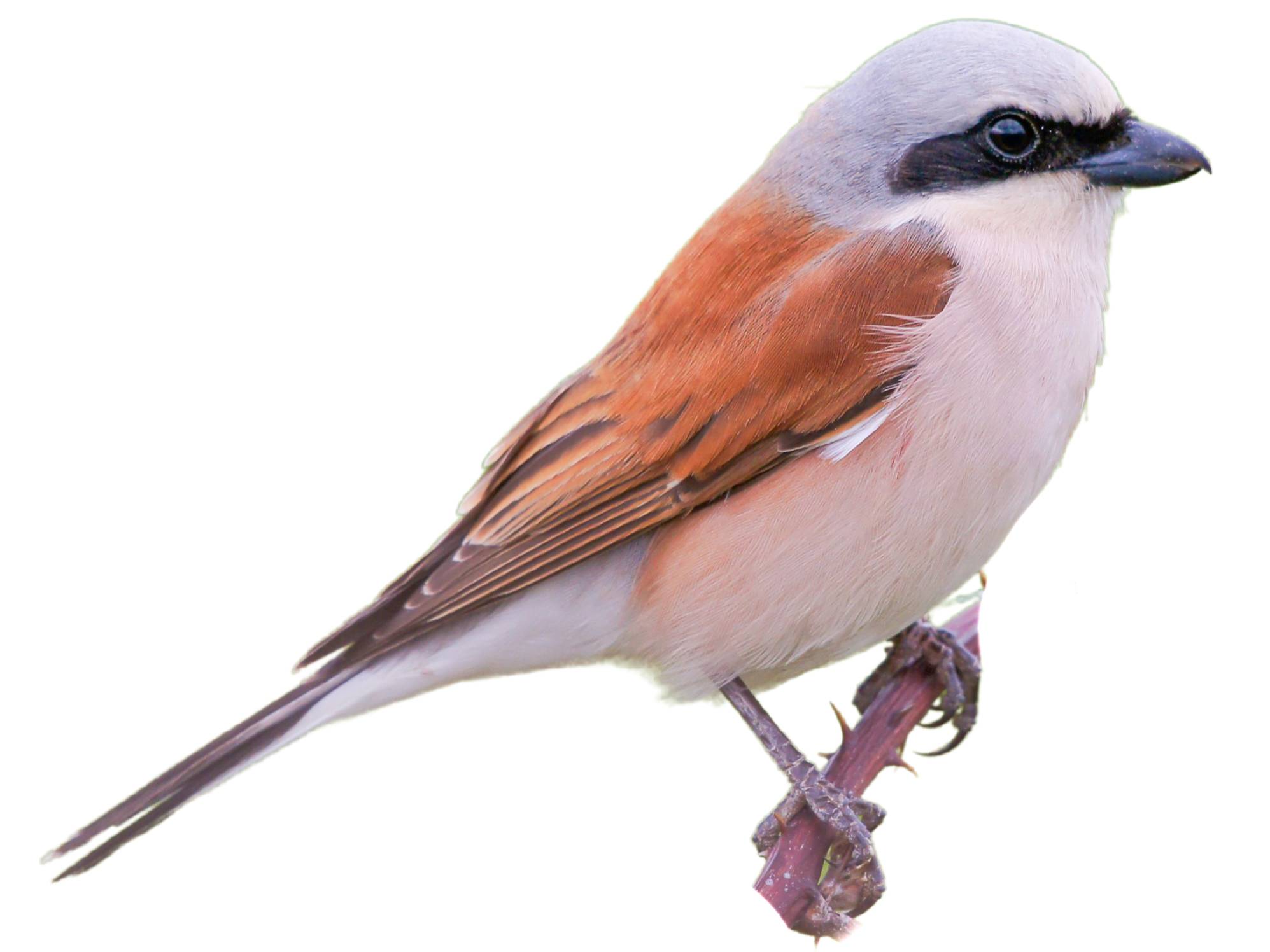 A photo of a Red-backed Shrike (Lanius collurio), male