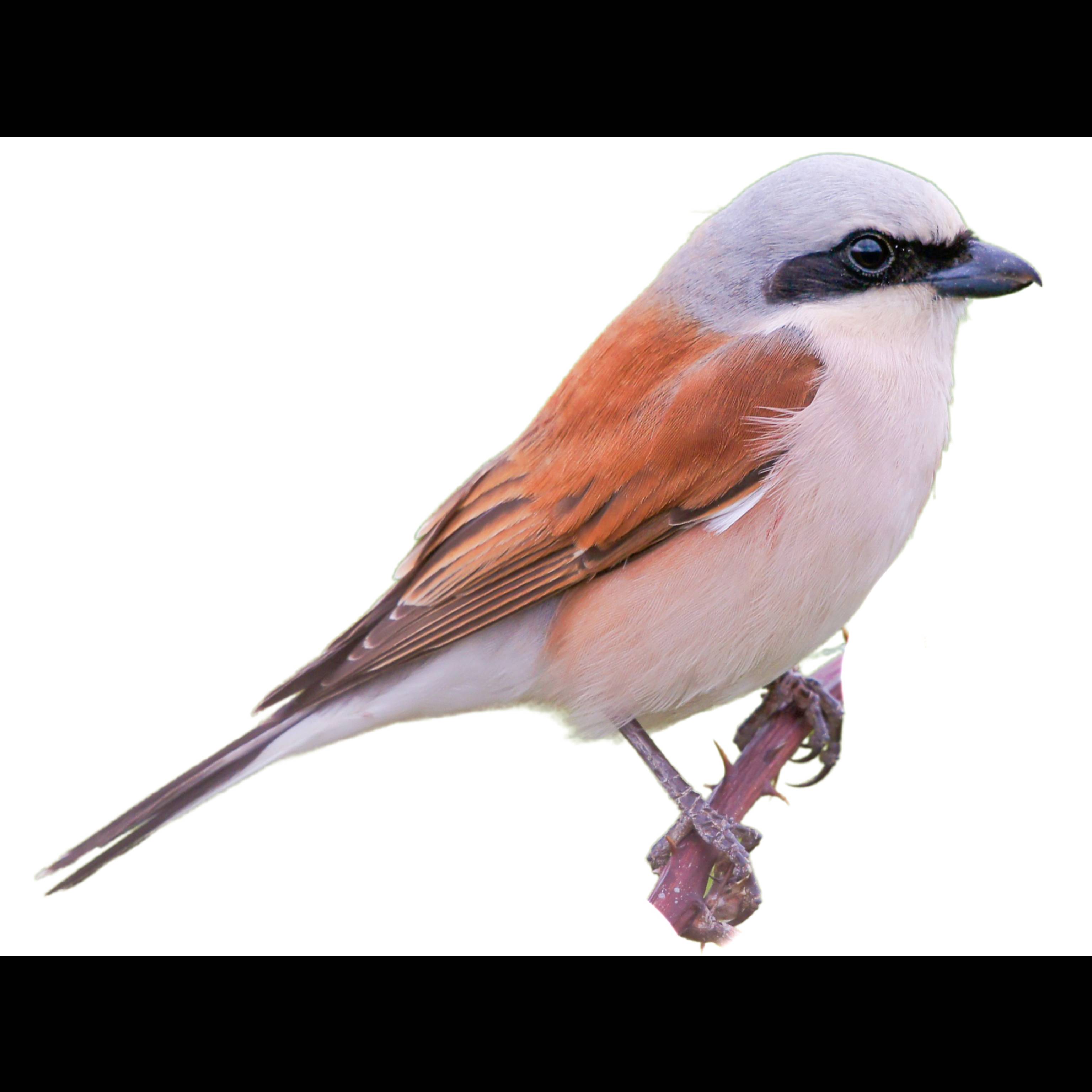 Red backed Shrike Lanius Collurio Identification Birda red-backed-shrike-lanius-collurio-identification-birda
