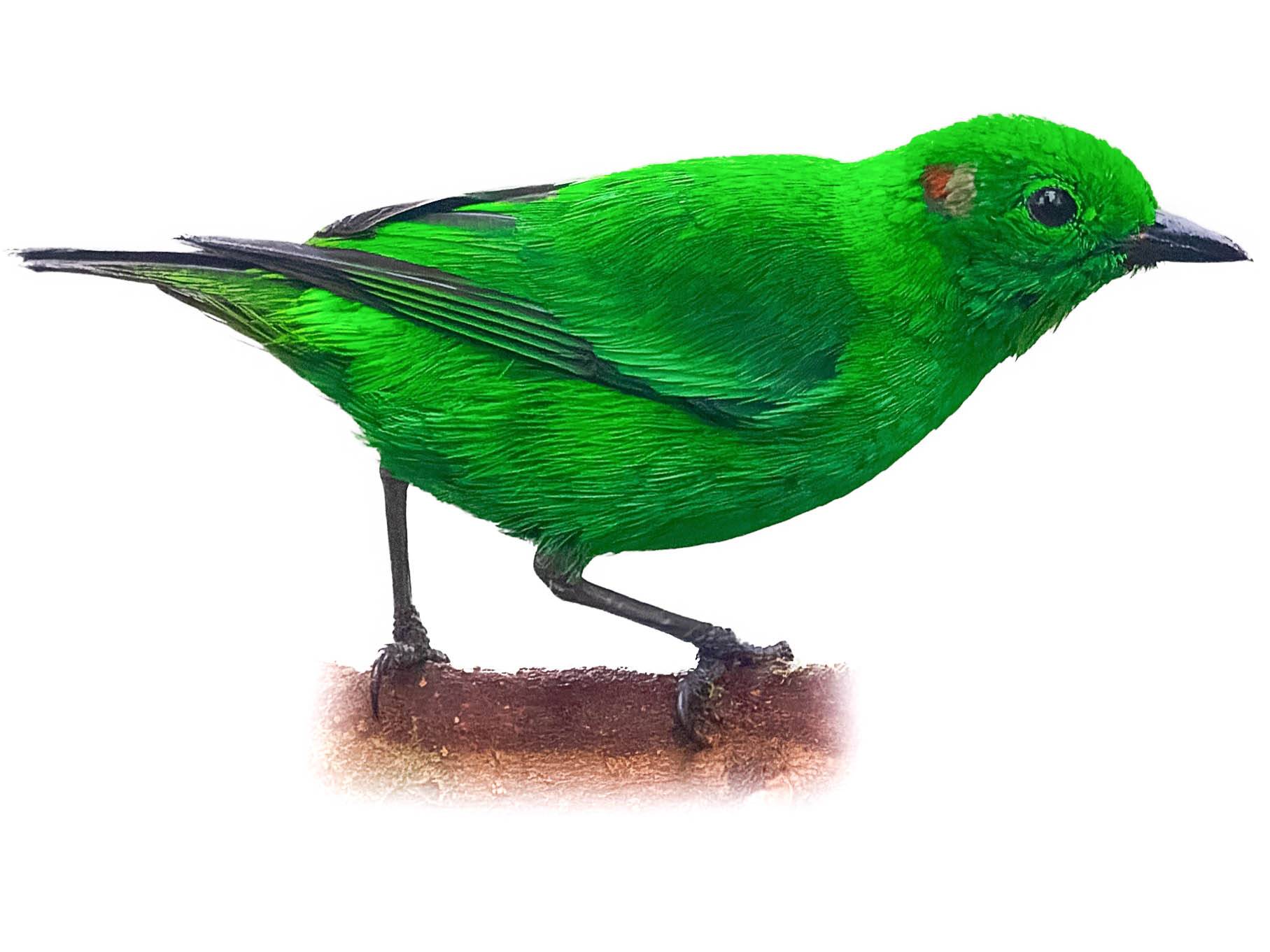 A photo of a Glistening-green Tanager (Chlorochrysa phoenicotis), male