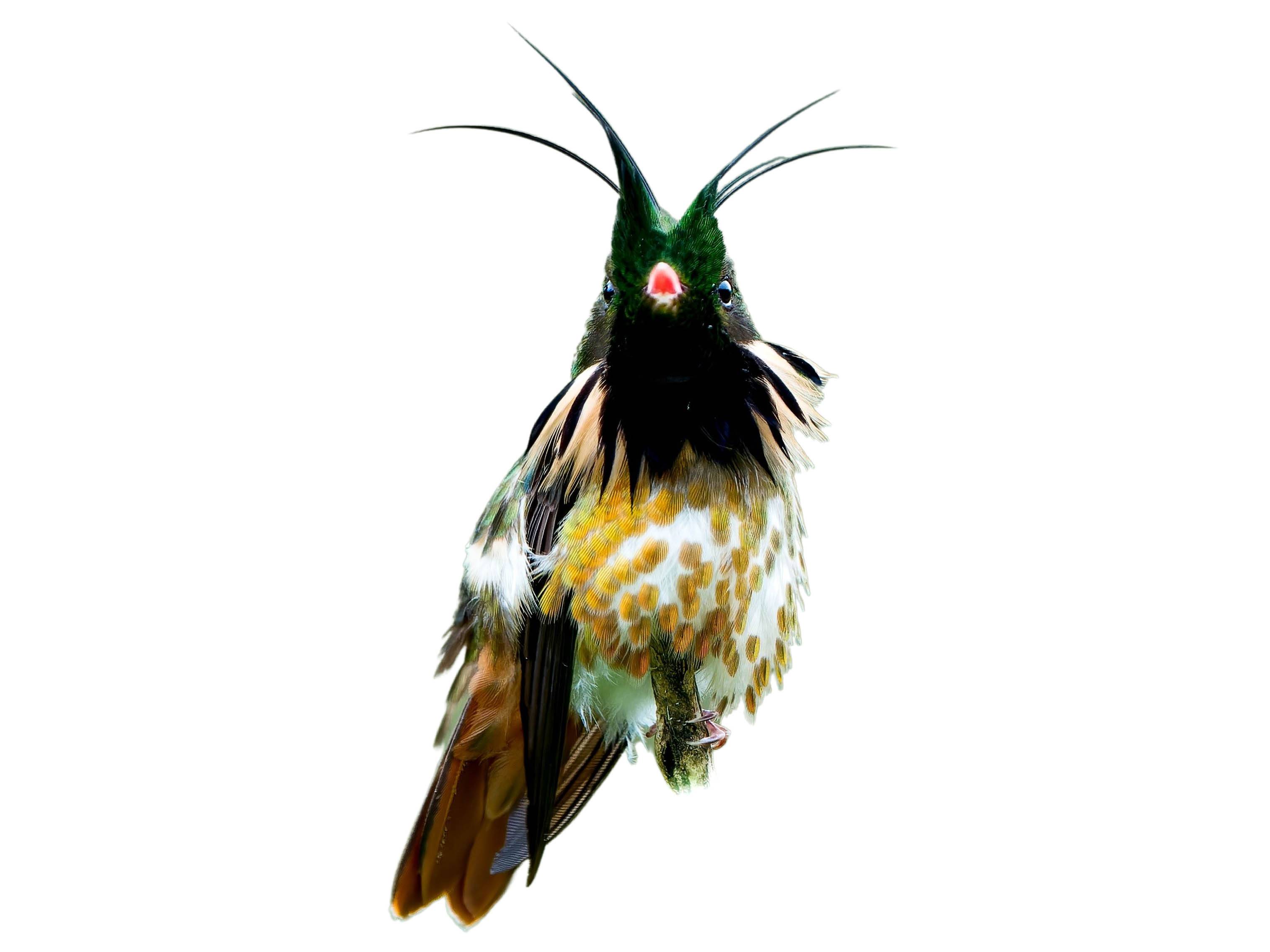 A photo of a Black-crested Coquette (Lophornis helenae), male