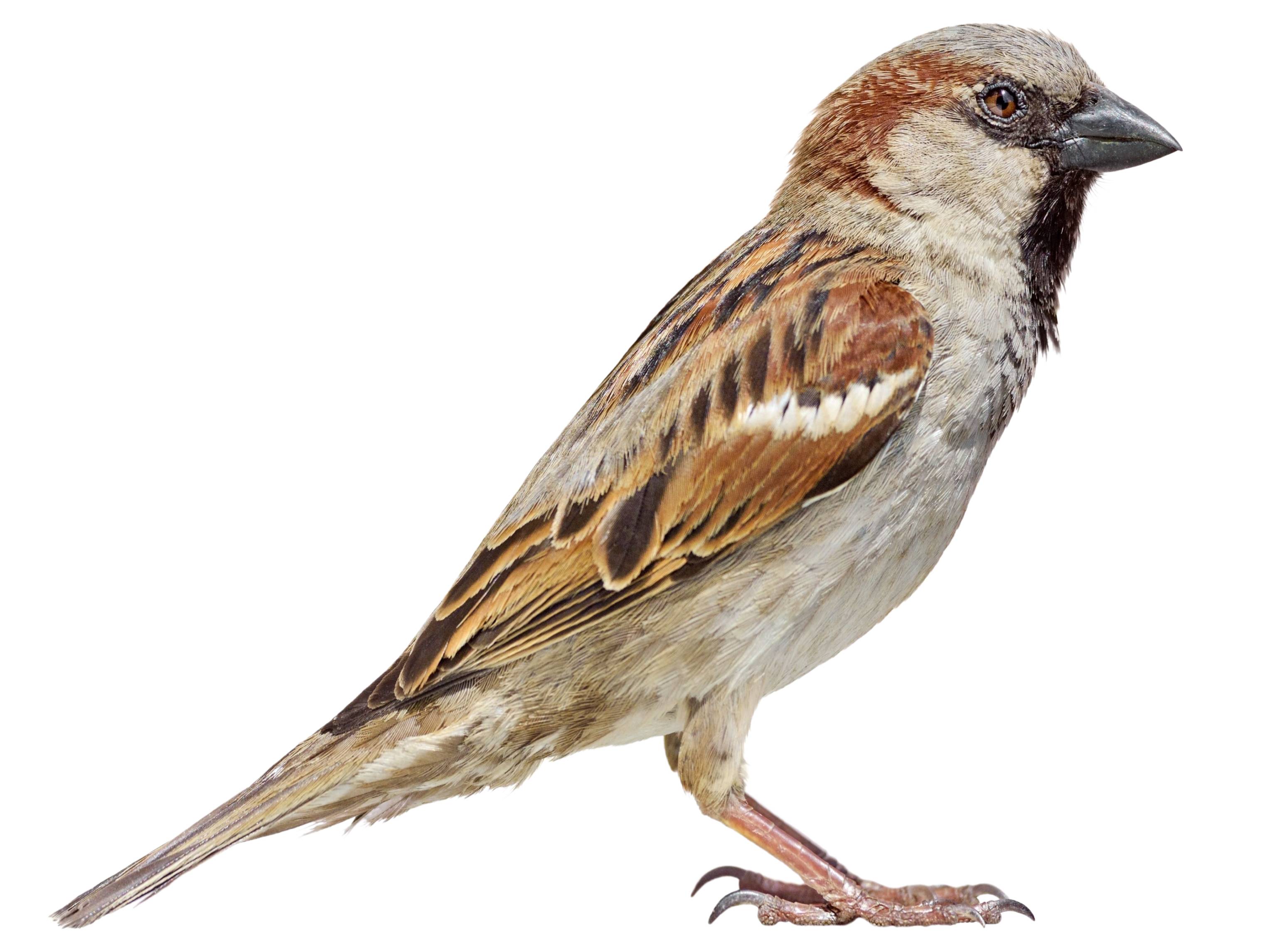 A photo of a House Sparrow (Passer domesticus), male