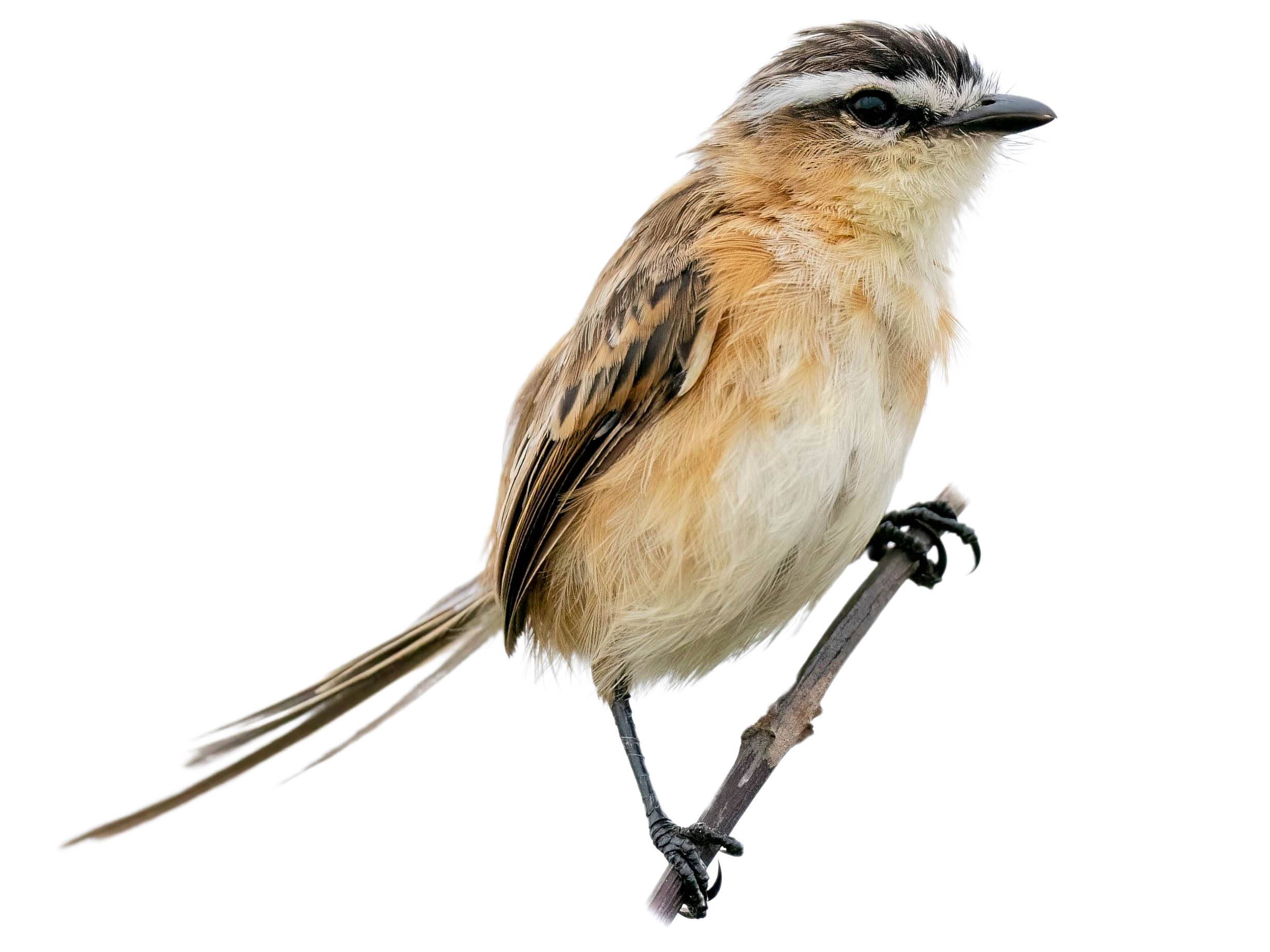 A photo of a Sharp-tailed Grass Tyrant (Culicivora caudacuta)