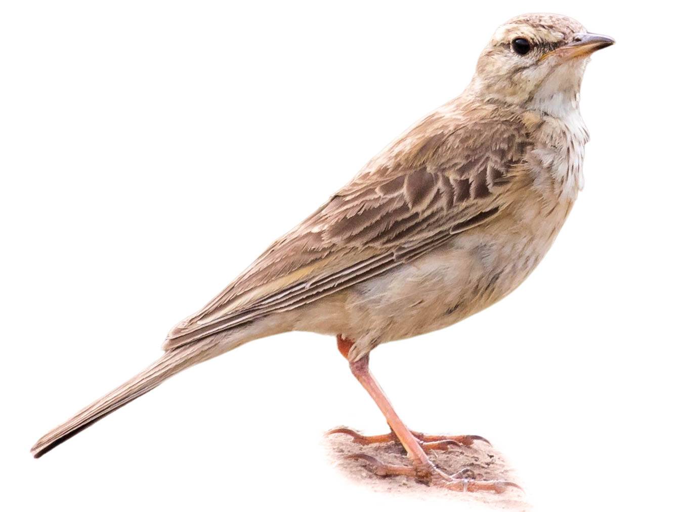 A photo of a Nicholson's Pipit (Anthus nicholsoni)