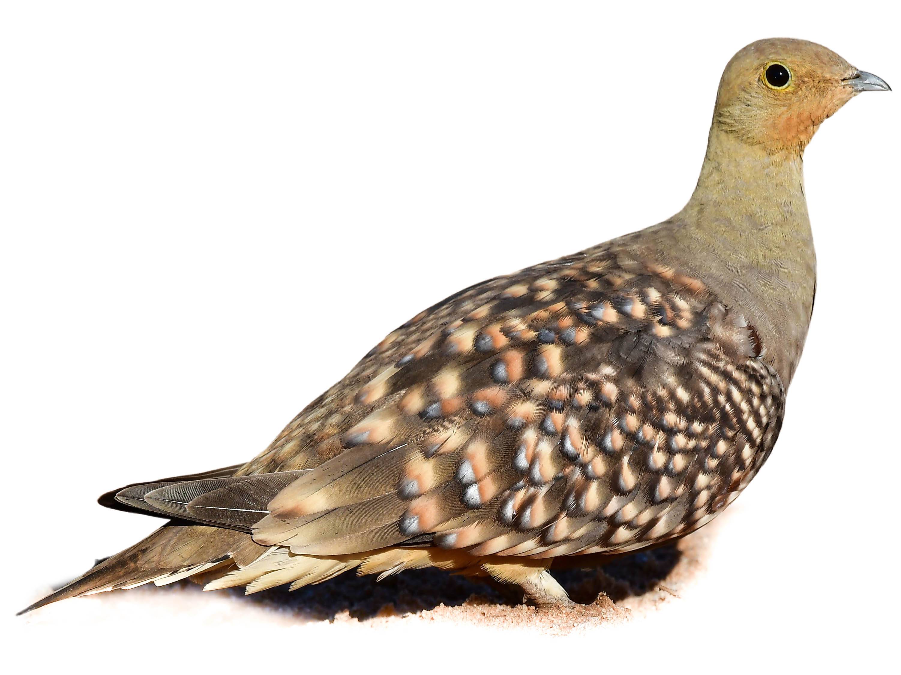 A photo of a Namaqua Sandgrouse (Pterocles namaqua), male