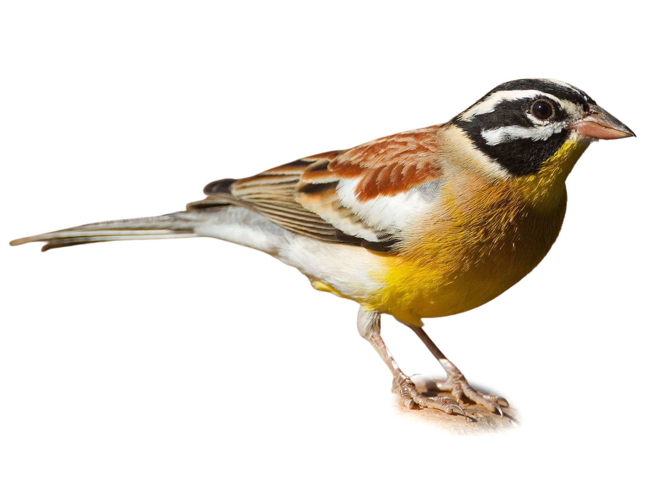 A photo of a Golden-breasted Bunting (Emberiza flaviventris)