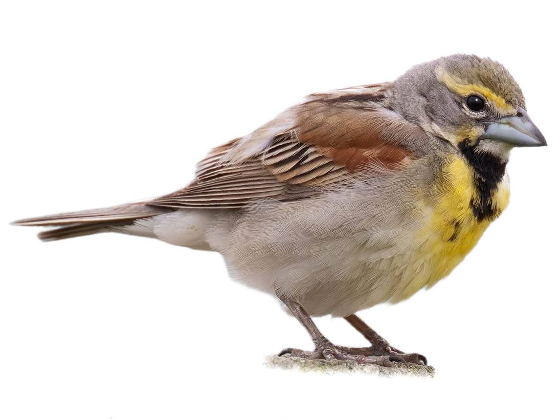 A photo of a Dickcissel (Spiza americana), male