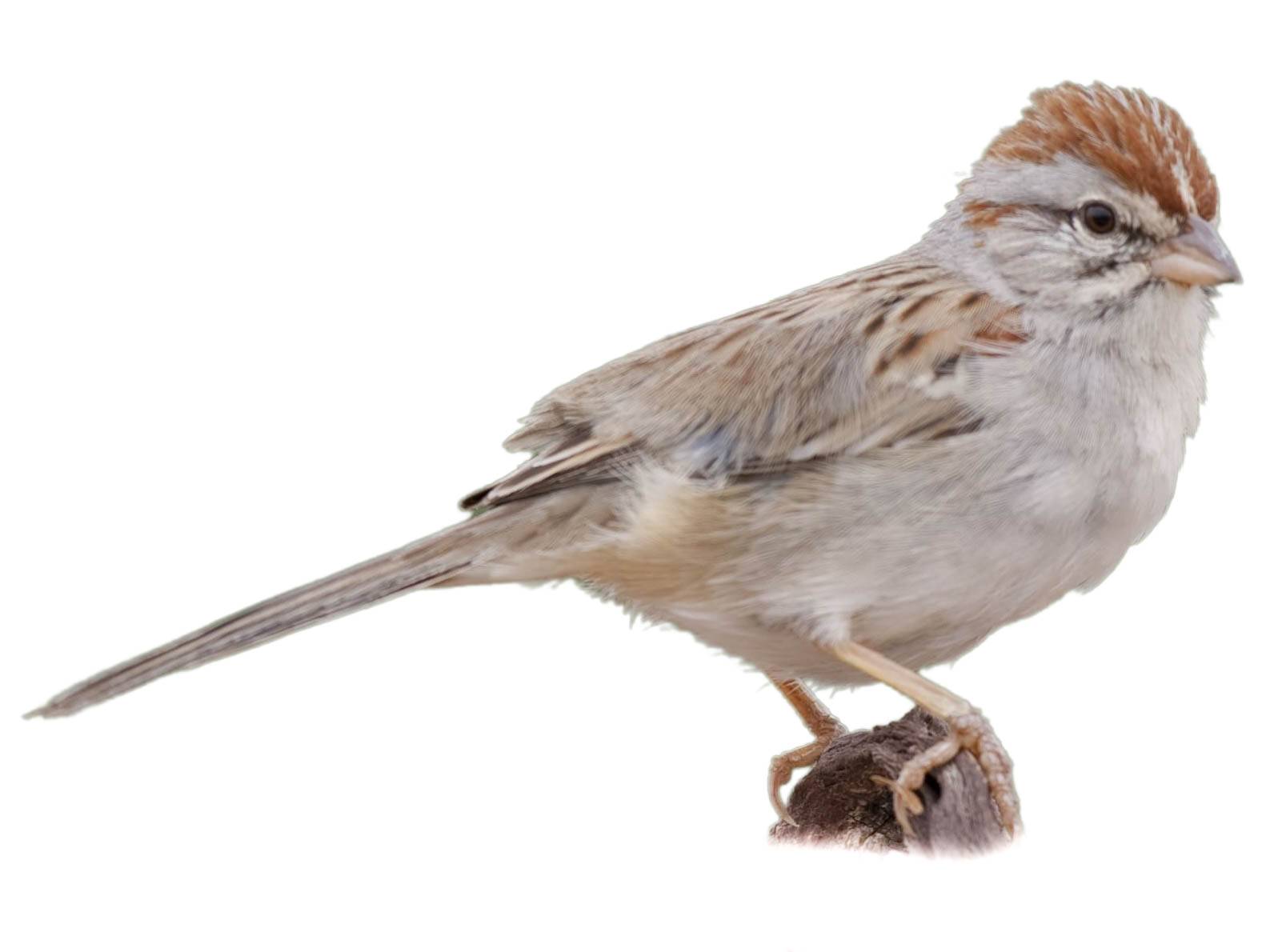 A photo of a Rufous-winged Sparrow (Peucaea carpalis)