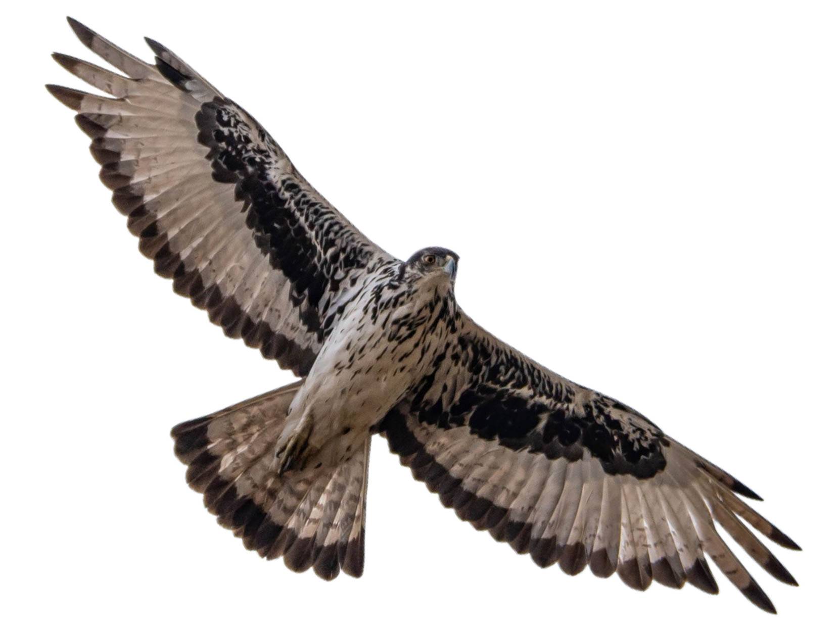 A photo of a African Hawk-Eagle (Aquila spilogaster)