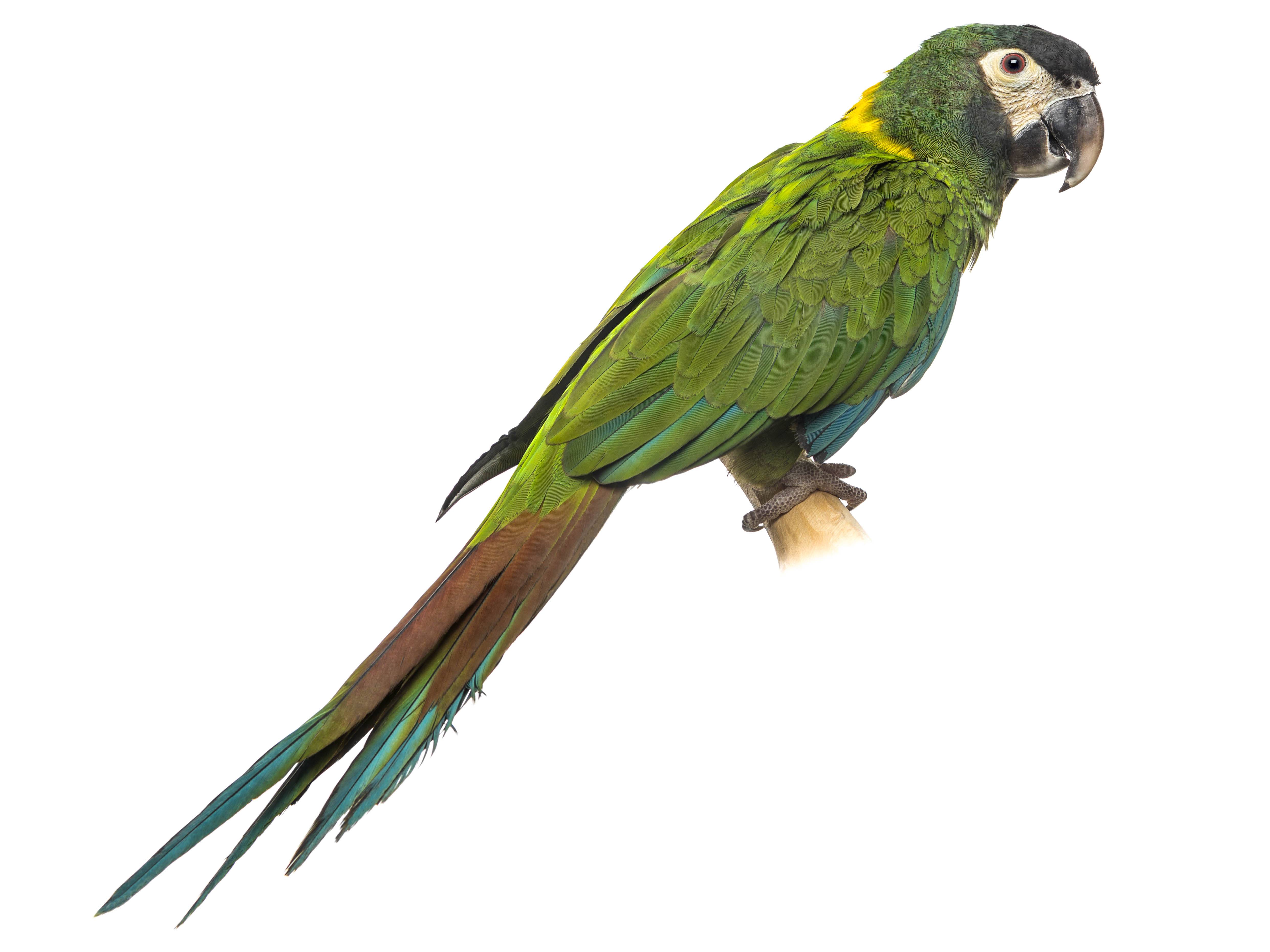 A photo of a Golden-collared Macaw (Primolius auricollis)