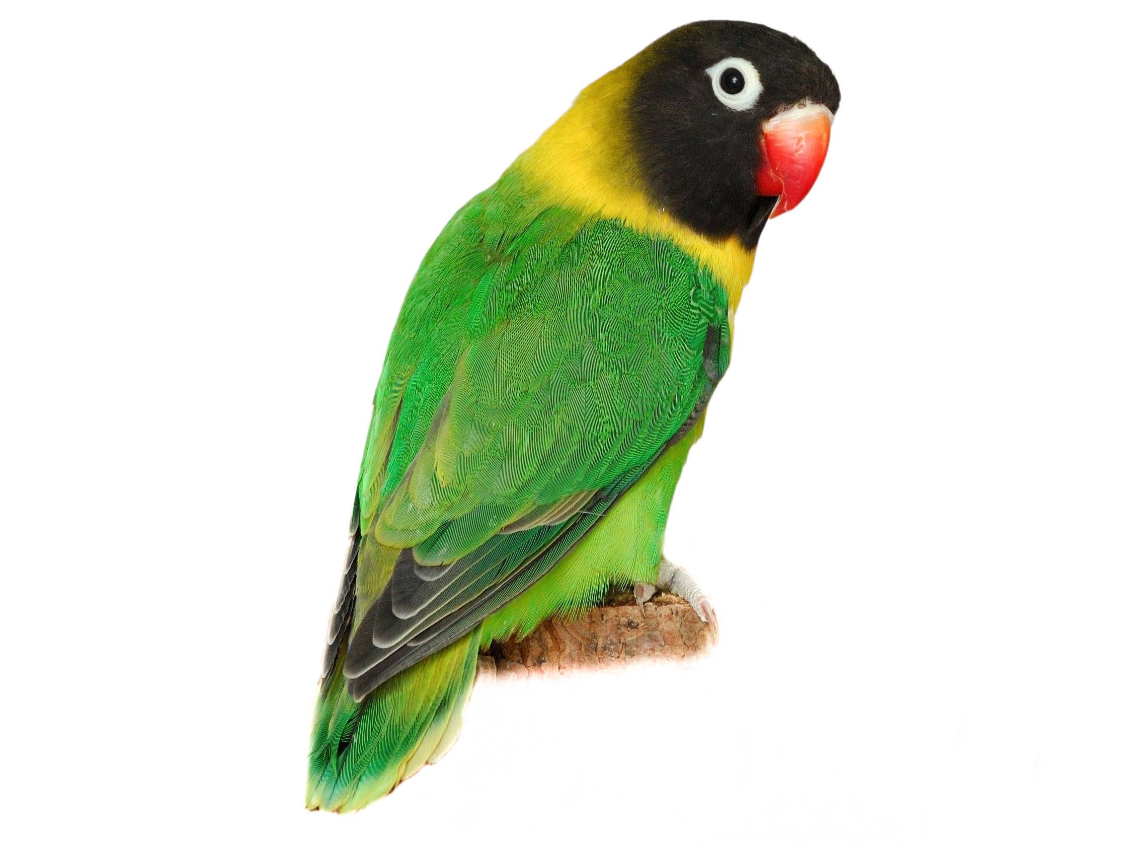 A photo of a Yellow-collared Lovebird (Agapornis personatus)