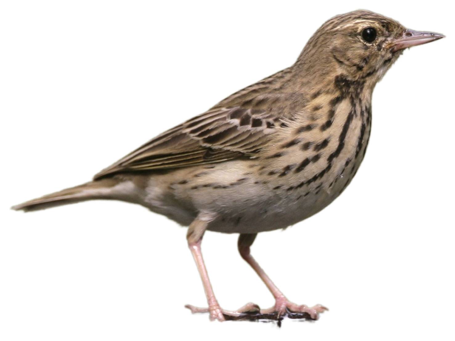 A photo of a Tree Pipit (Anthus trivialis)