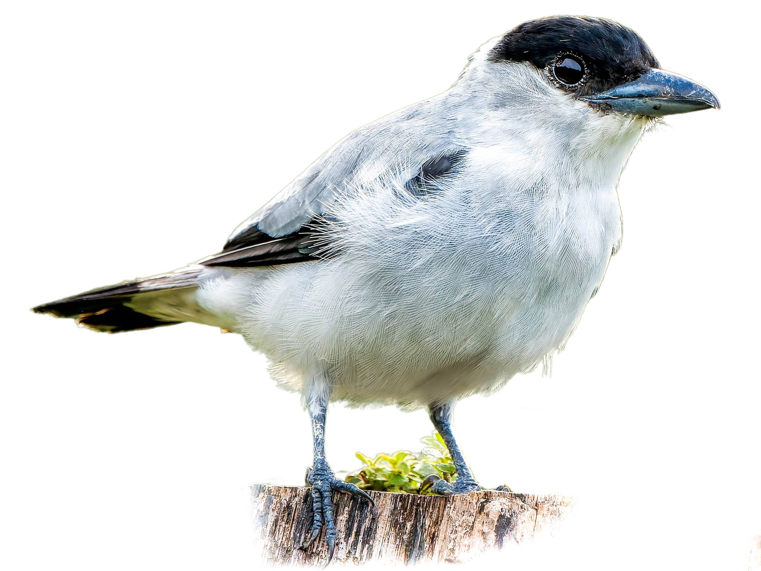A photo of a Black-crowned Tityra (Tityra inquisitor), male