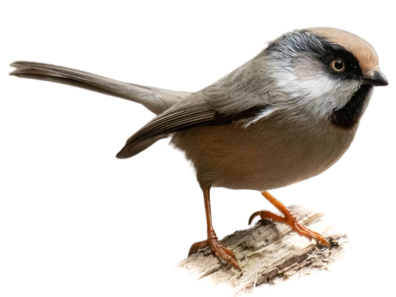 A photo of a White-cheeked Bushtit (Aegithalos leucogenys)