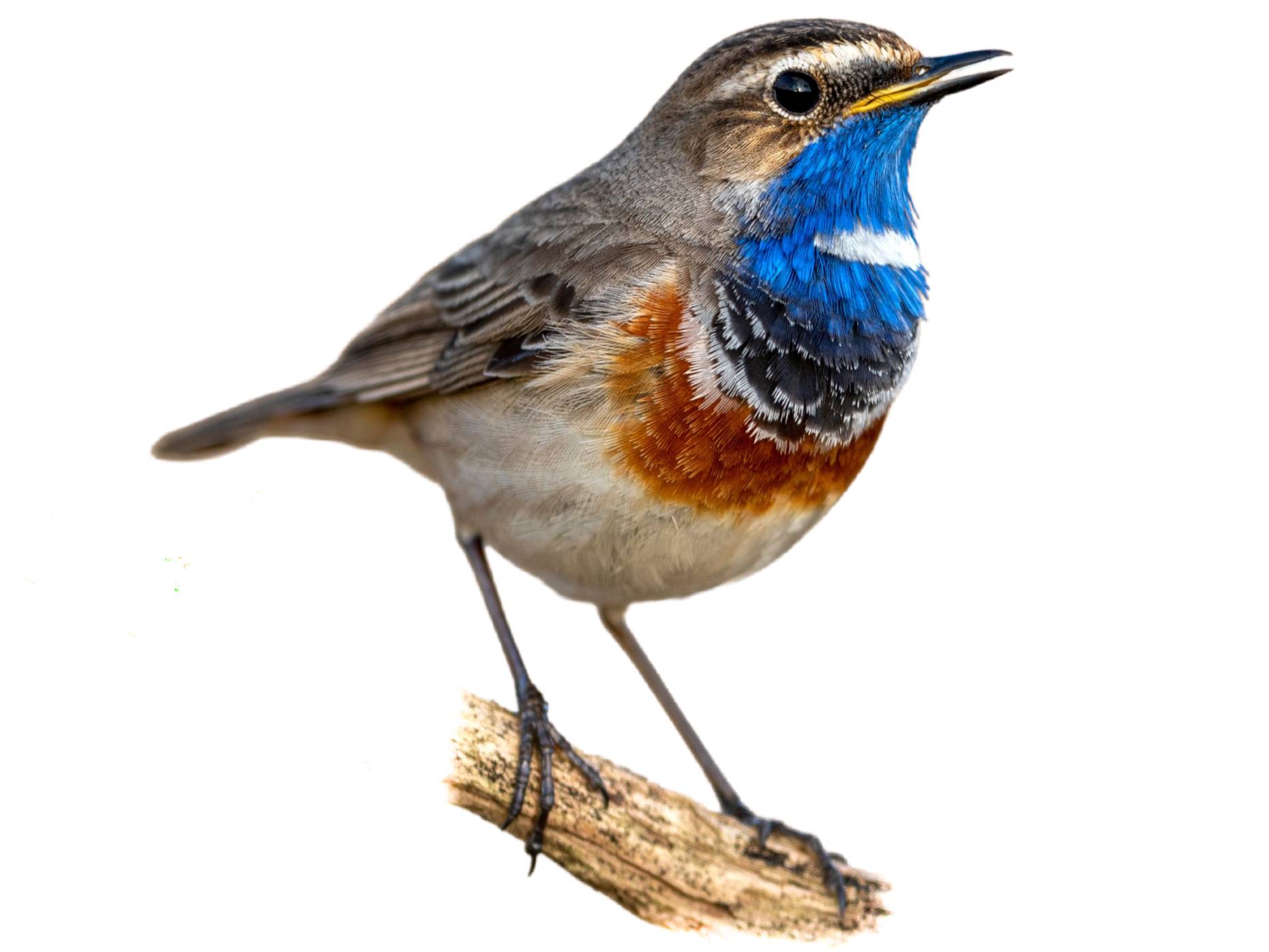 A photo of a Bluethroat (Cyanecula svecica), male