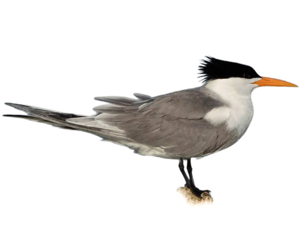 A photo of a Lesser Crested Tern (Thalasseus bengalensis)