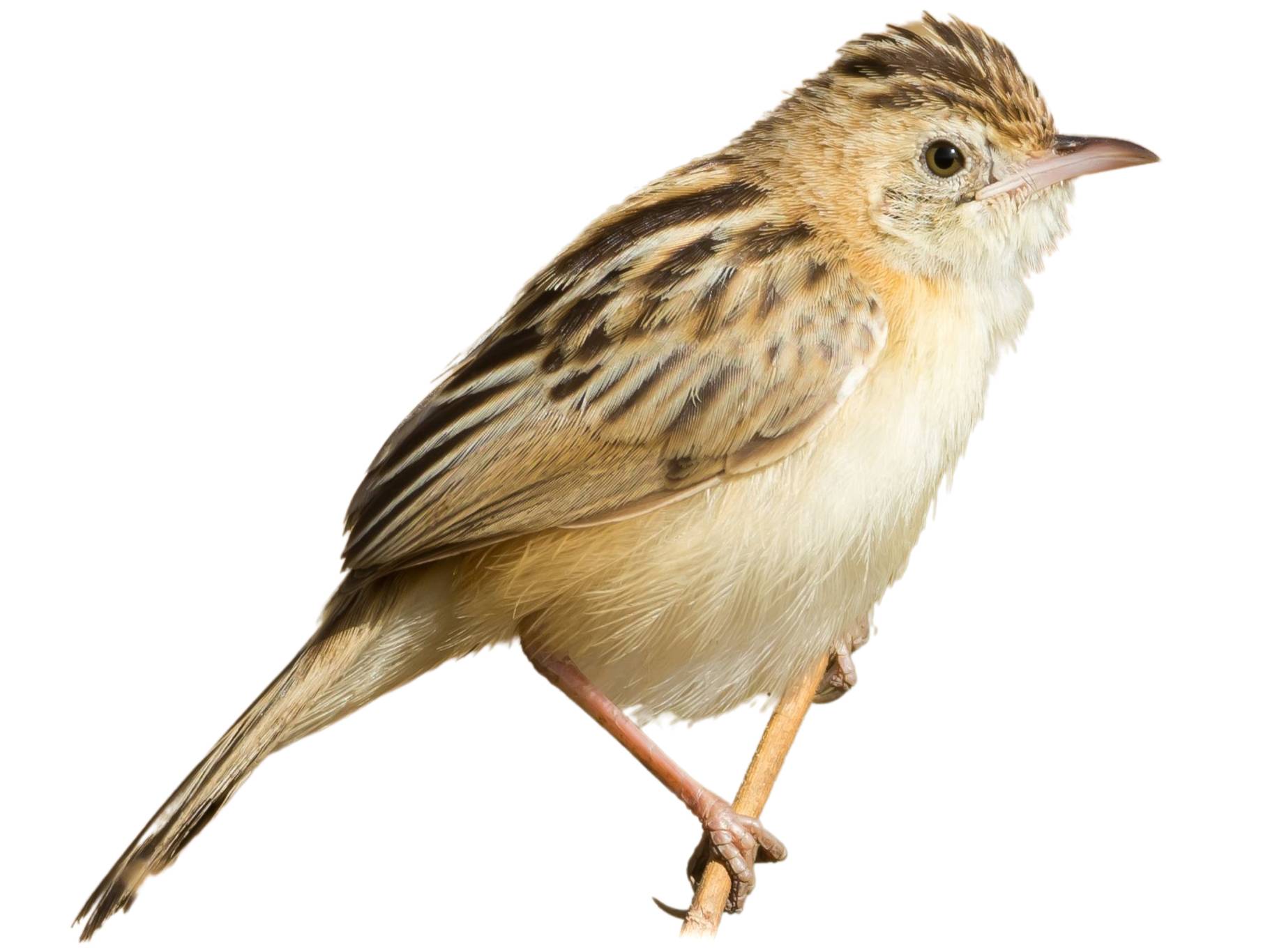 A photo of a Zitting Cisticola (Cisticola juncidis)