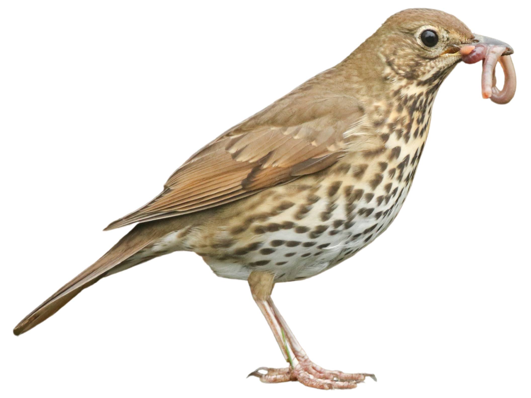 A photo of a Song Thrush (Turdus philomelos)