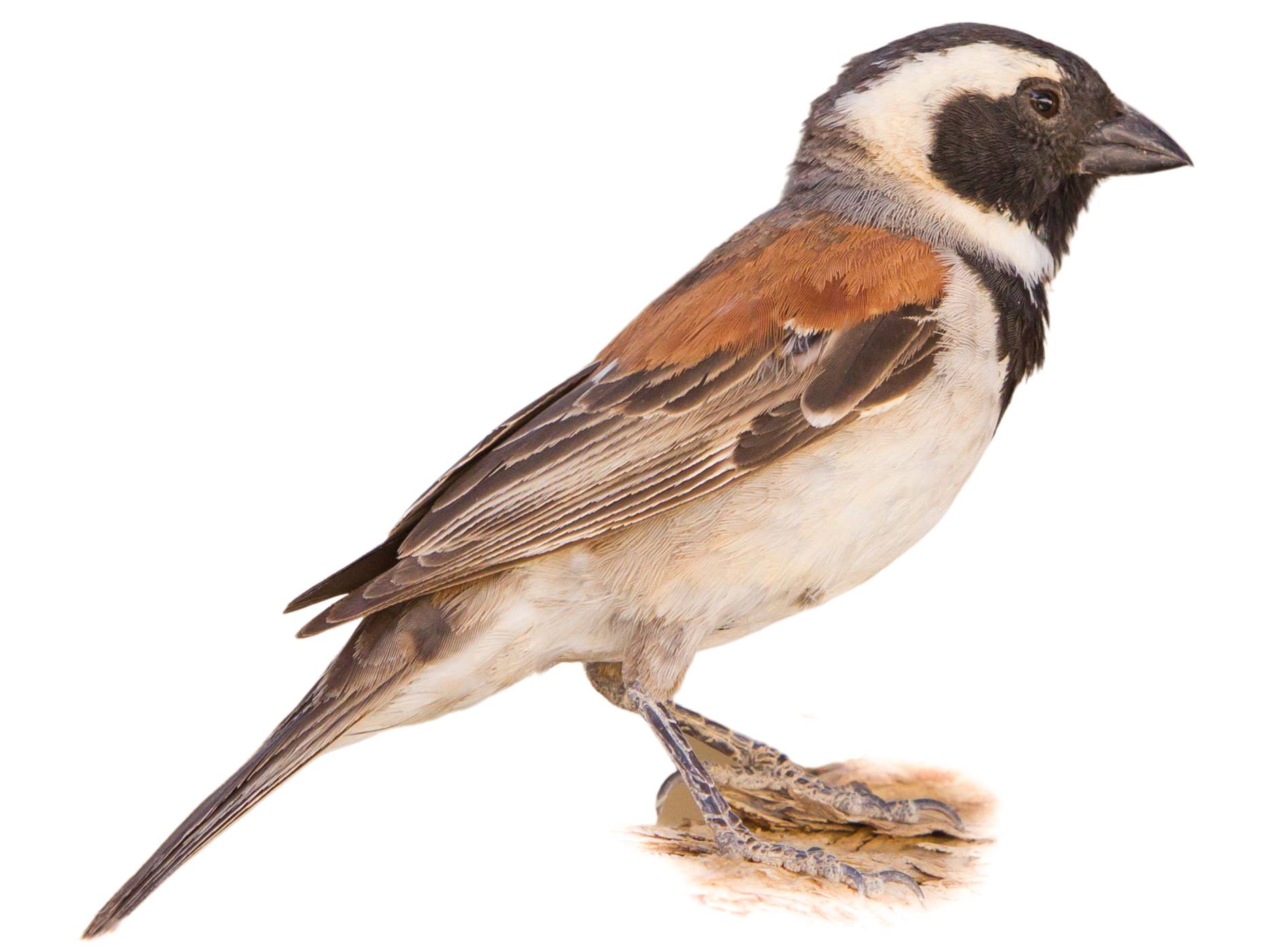 A photo of a Cape Sparrow (Passer melanurus), male