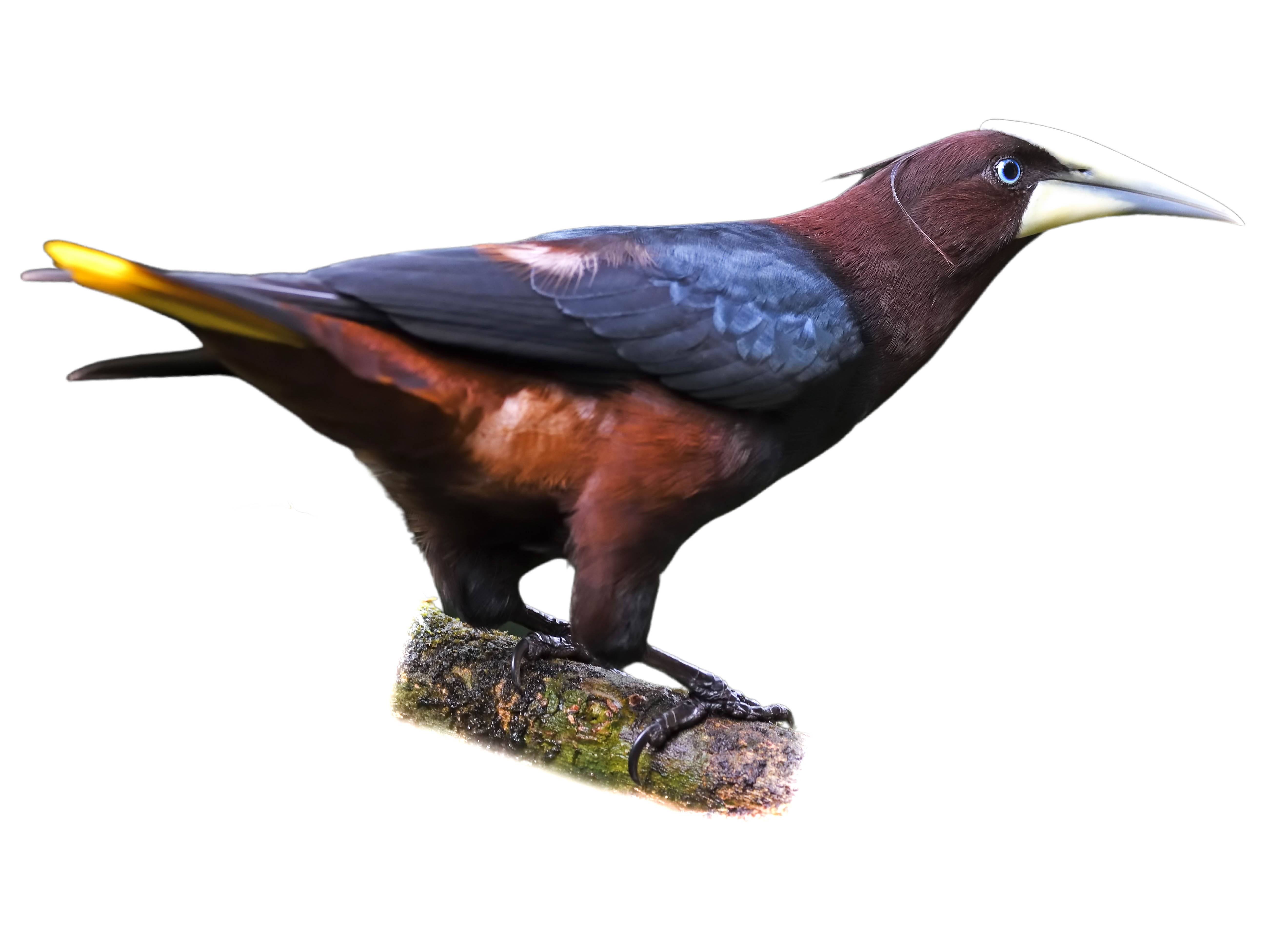 A photo of a Chestnut-headed Oropendola (Psarocolius wagleri)