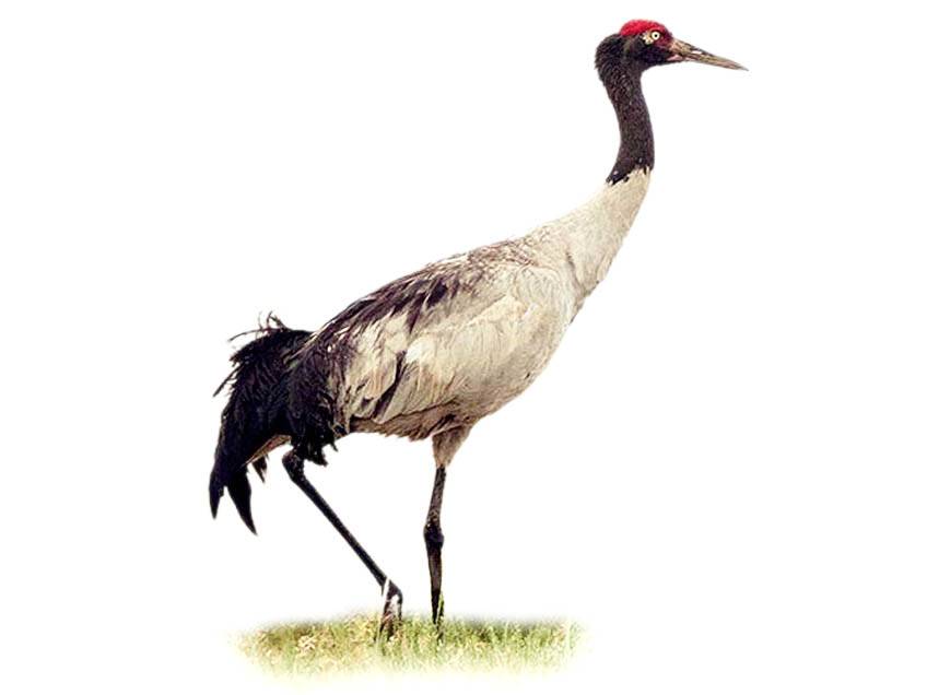 A photo of a Black-necked Crane (Grus nigricollis)