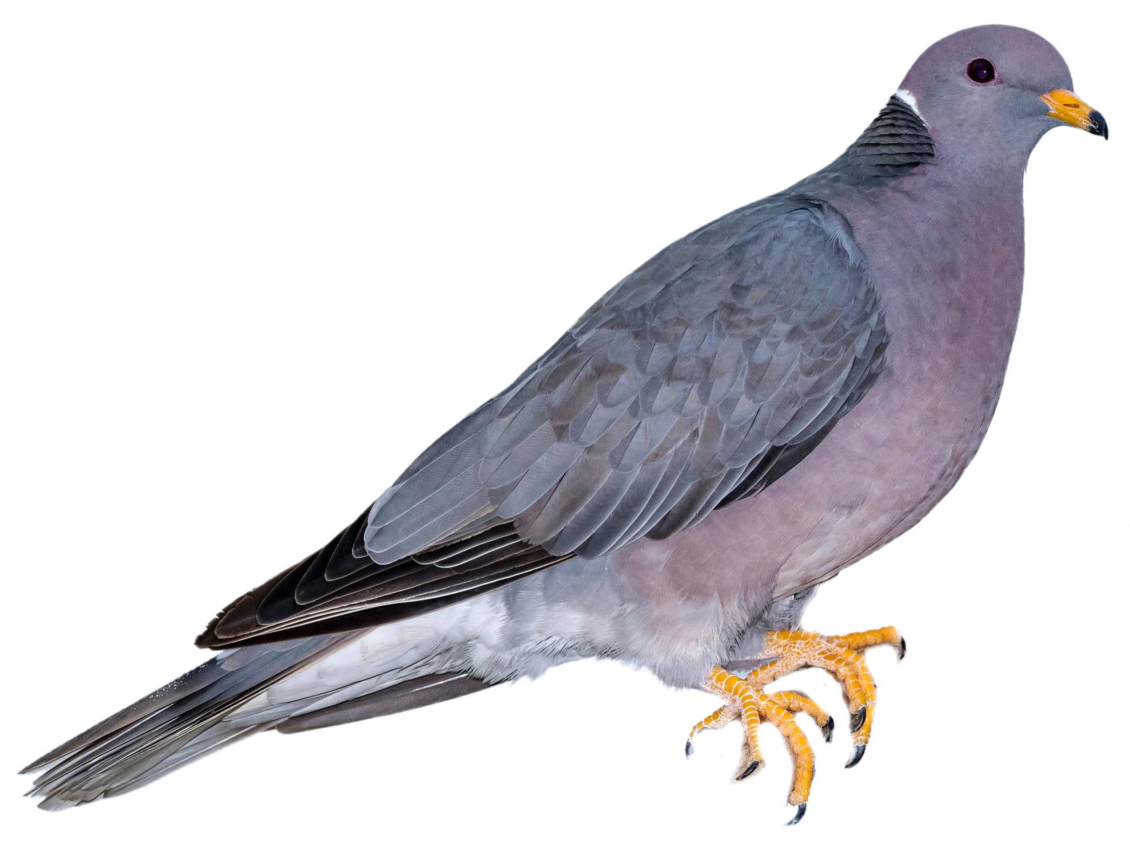 A photo of a Band-tailed Pigeon (Patagioenas fasciata)