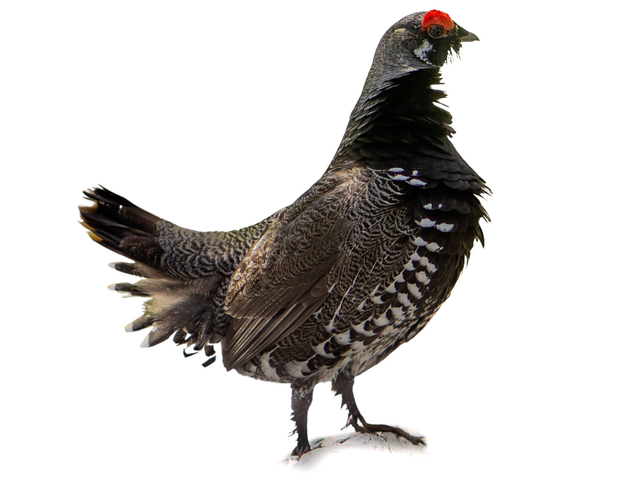 A photo of a Spruce Grouse (Canachites canadensis), male