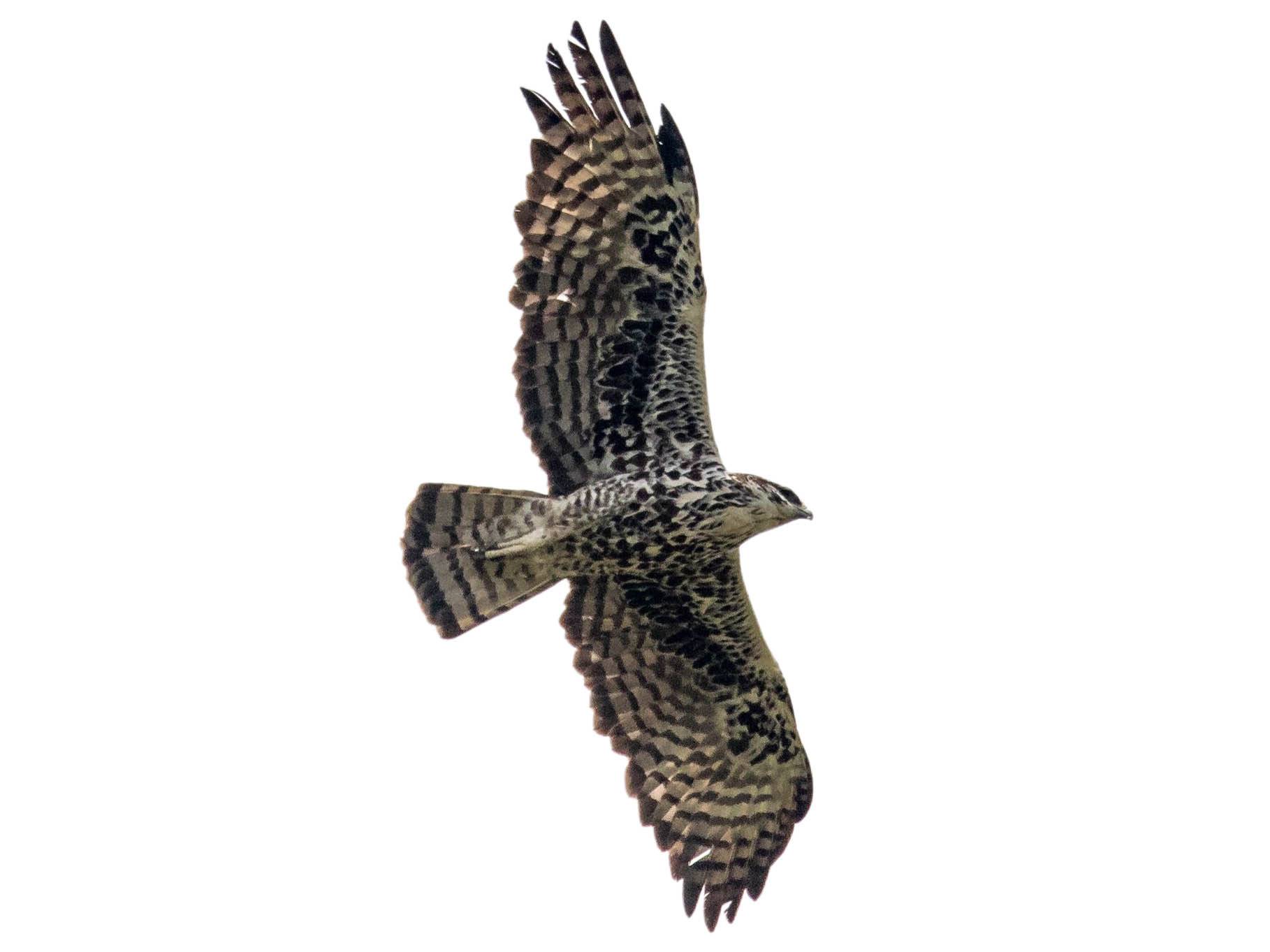 A photo of a Ayres's Hawk-Eagle (Hieraaetus ayresii)