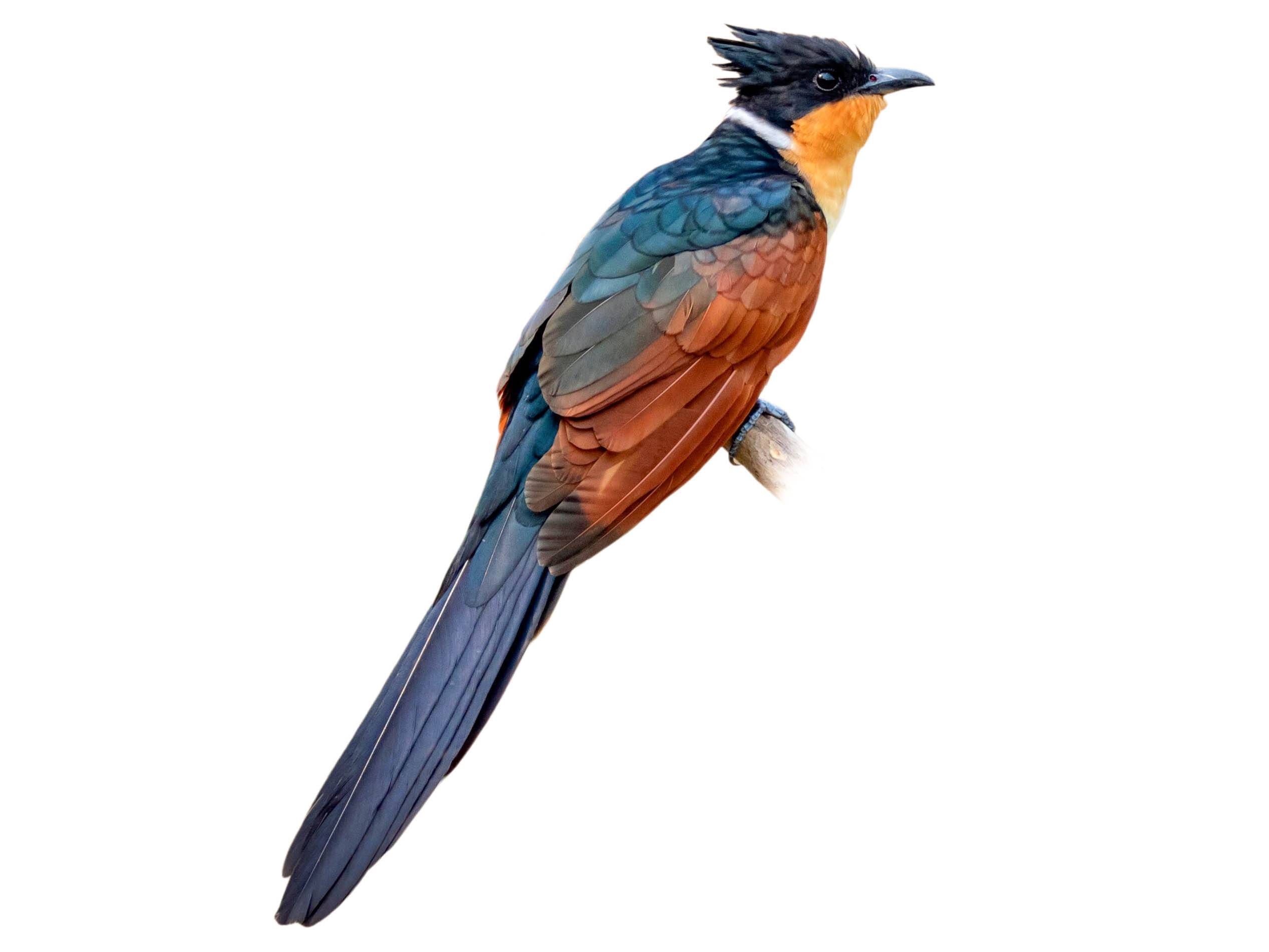 A photo of a Chestnut-winged Cuckoo (Clamator coromandus)